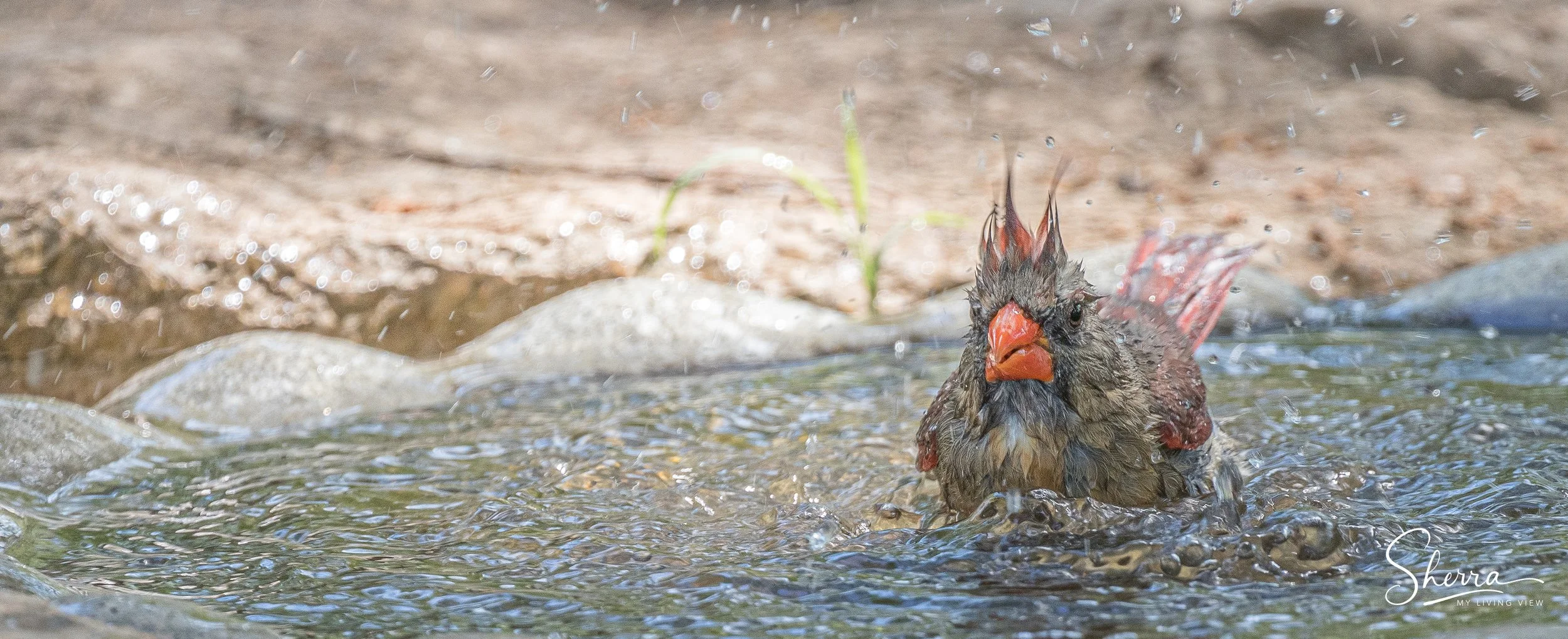 Splish Splash, I Took A Bath