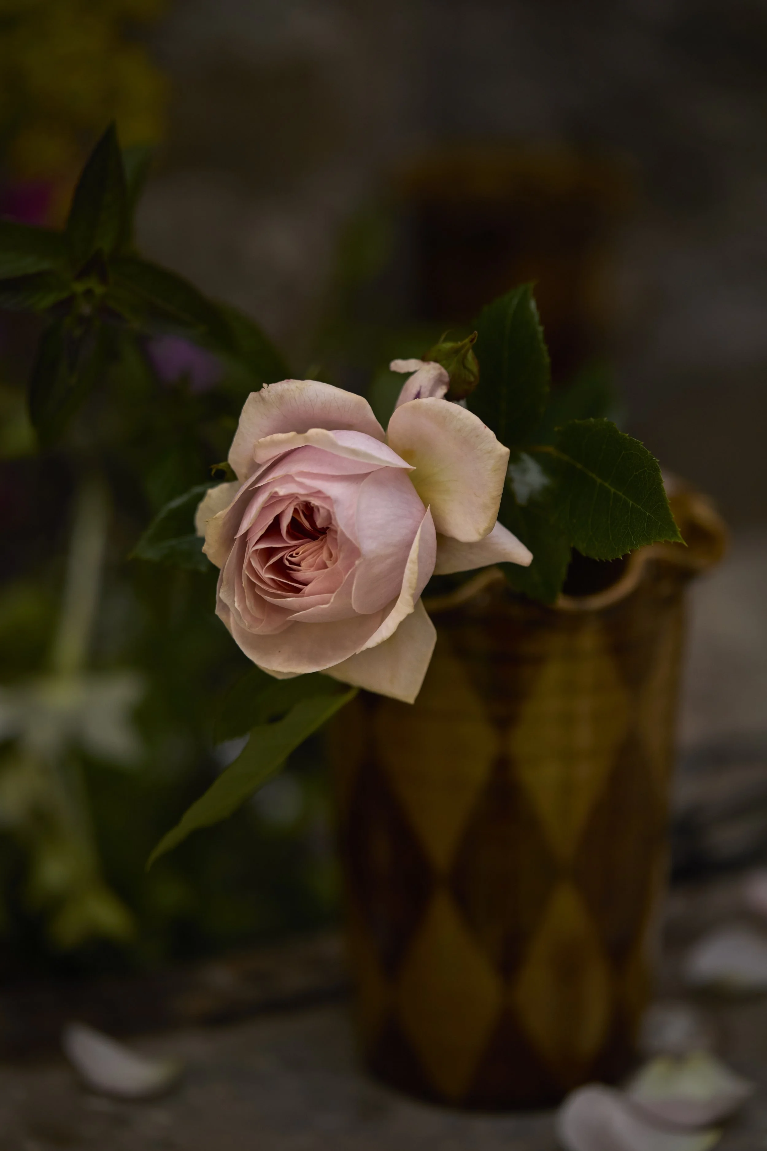 Animula Stores Gift Card