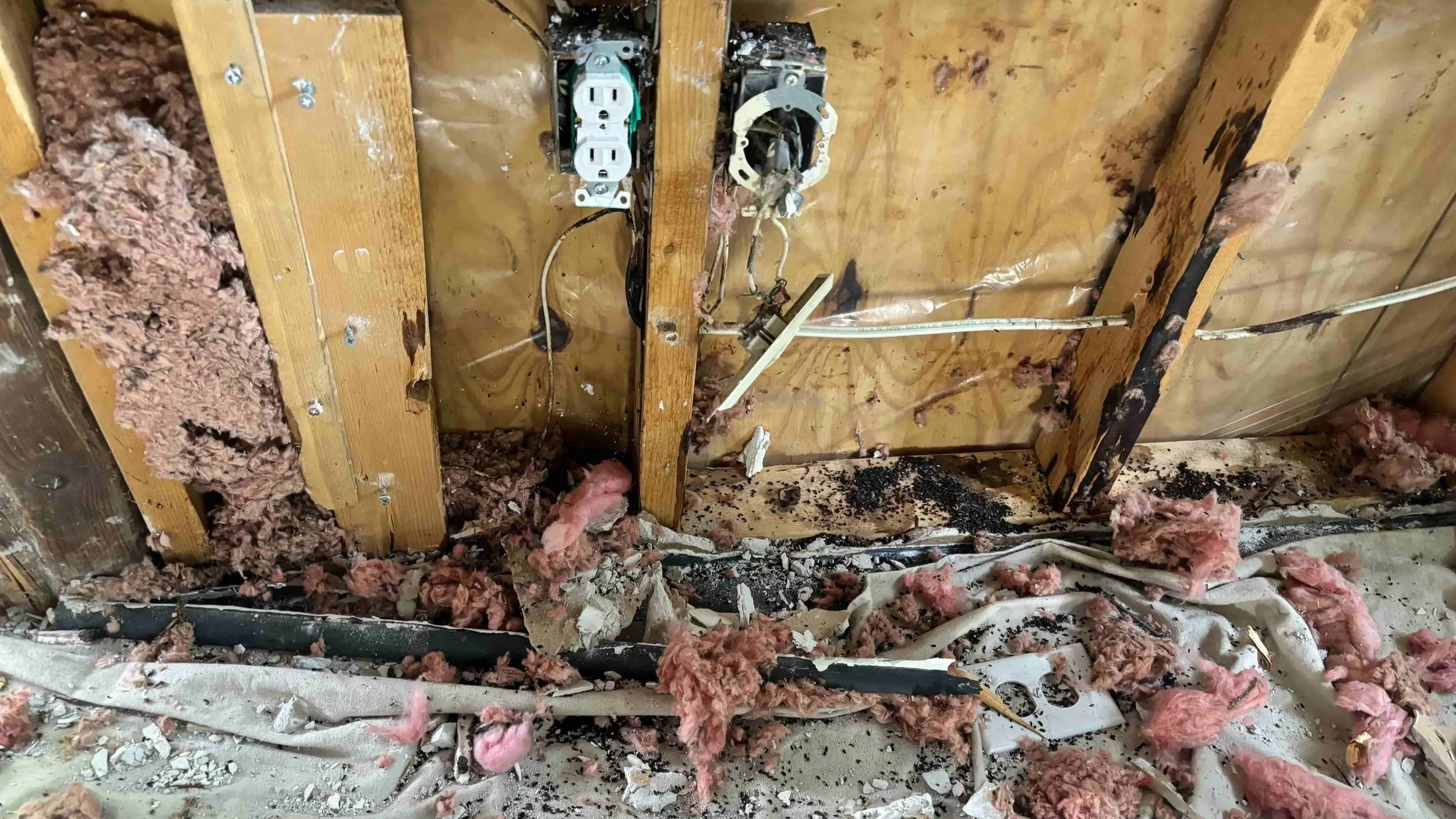 Mice droppings uncovered