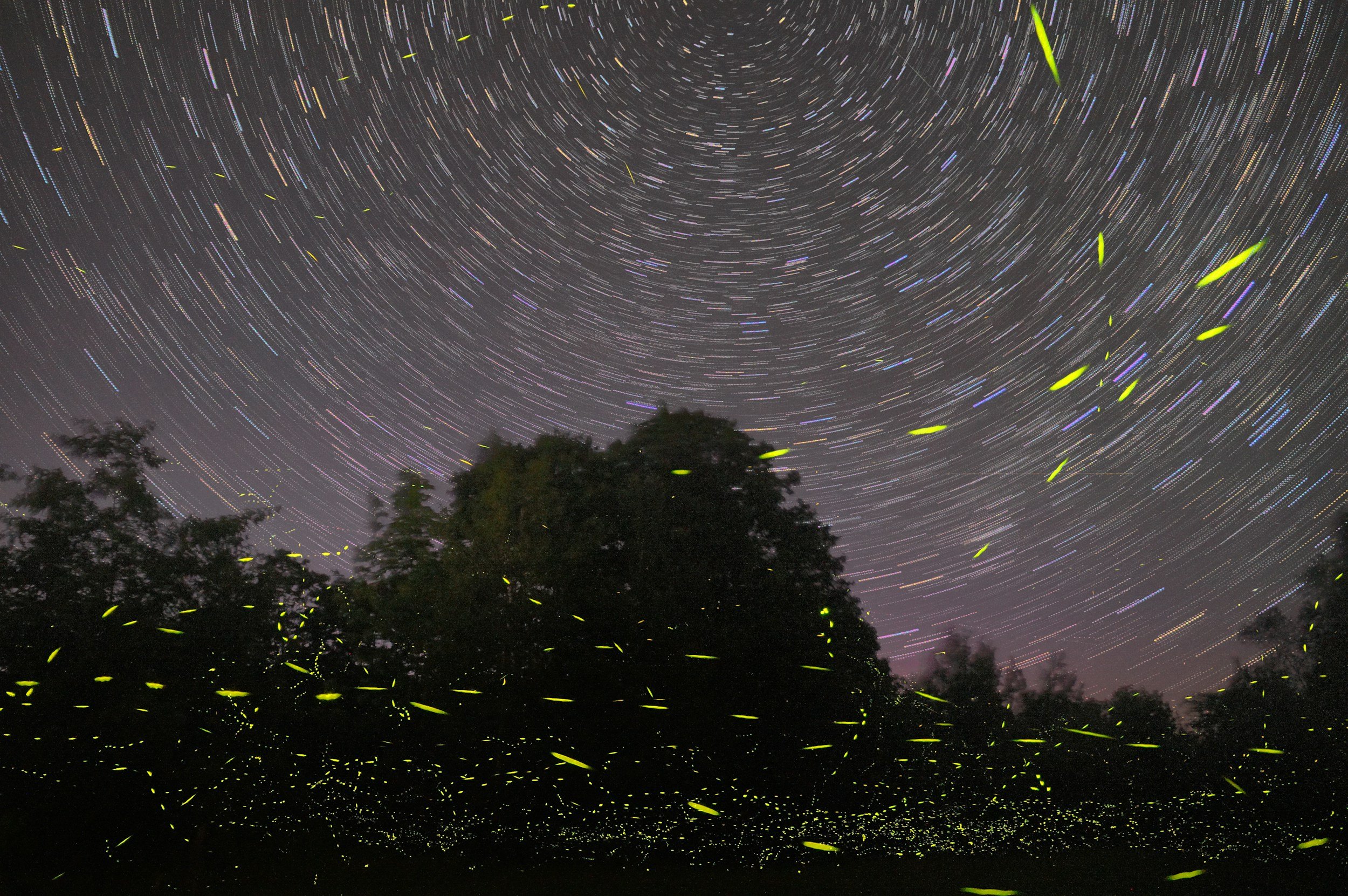 Fireflies in nature, reminding me of glimmers.
