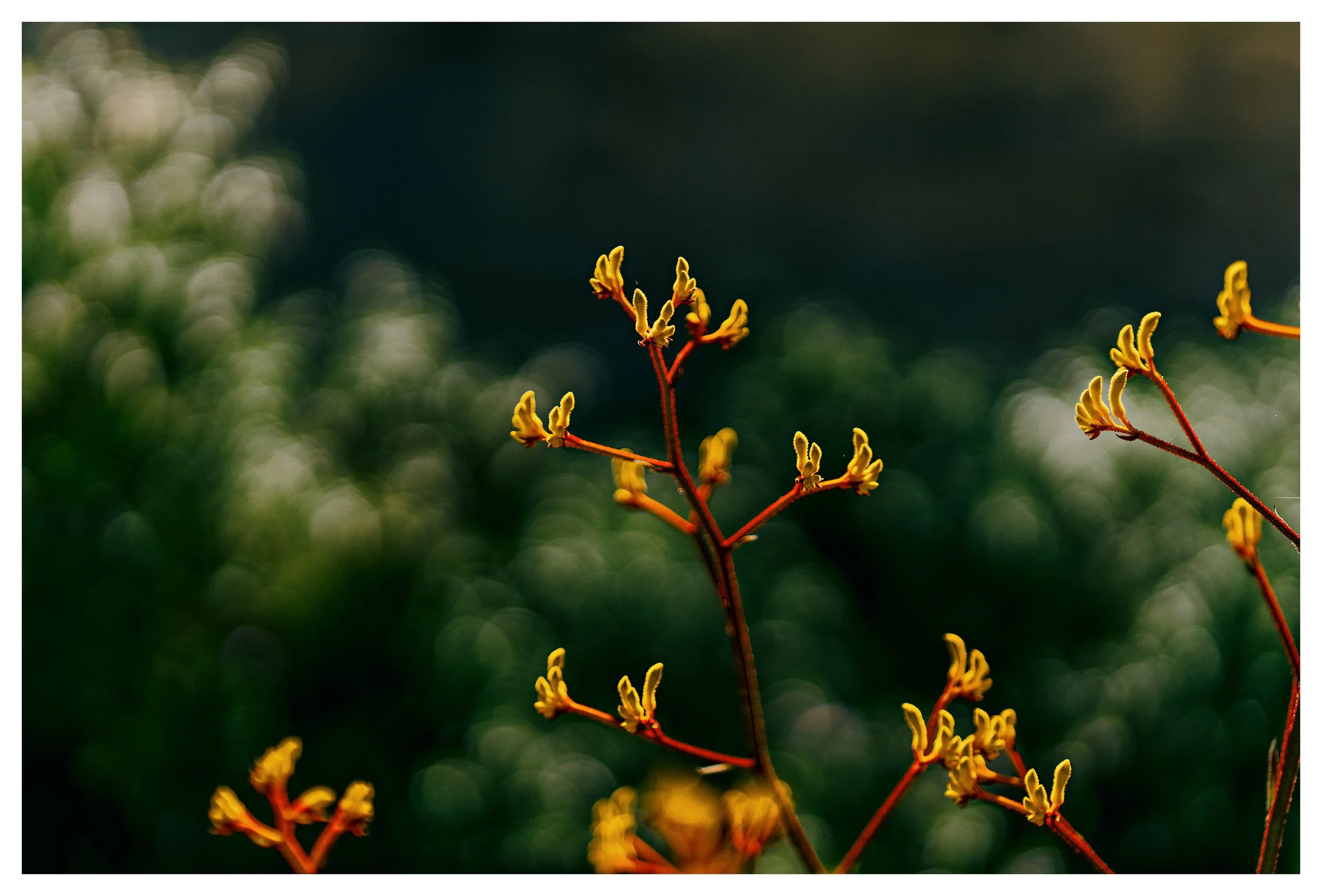 Close-up of a plant with yellow buds on reddish stems against a blurred green background.