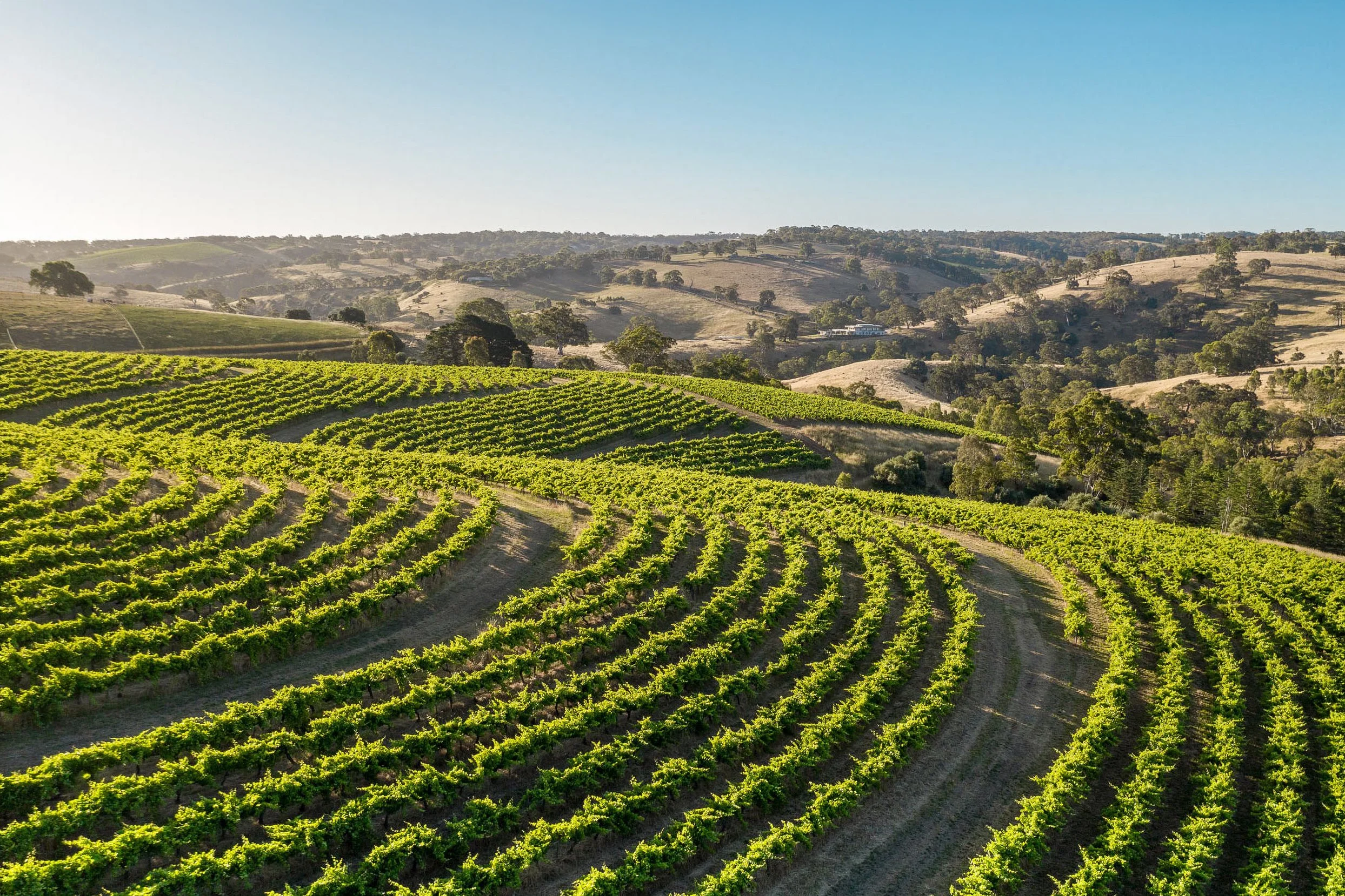 The sweeping curves of the Clarendon Vineyard in McLaren Vale, sections of it now owned by Thienpont.