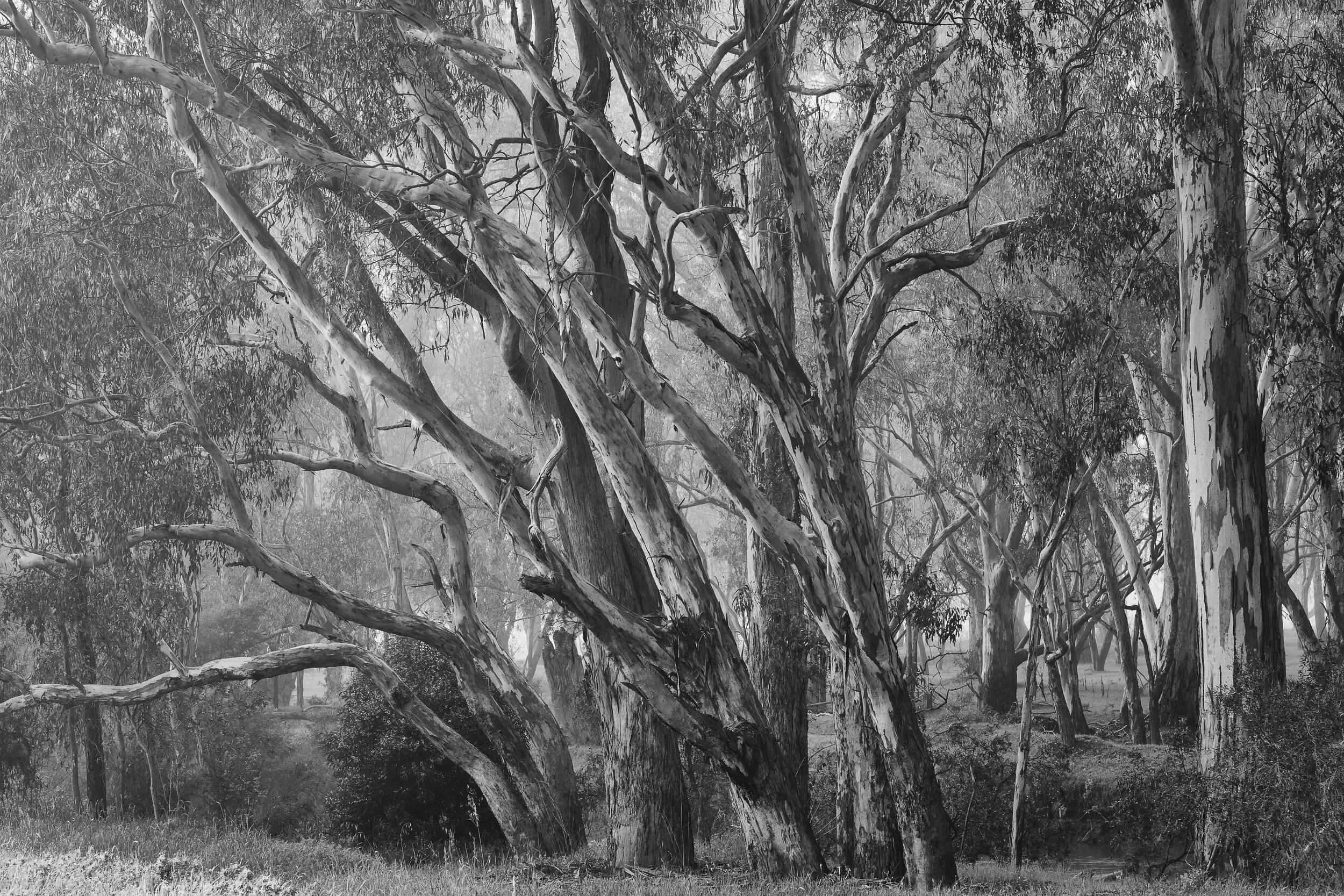 Black and white photograph of a dense forest in Wangaratta with numerous tall, twisted trees and foliage.