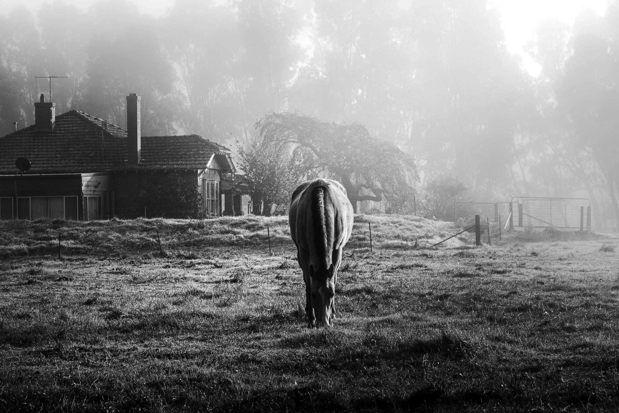 A black and white photo of a cow grazing on a field near a house with a misty background.