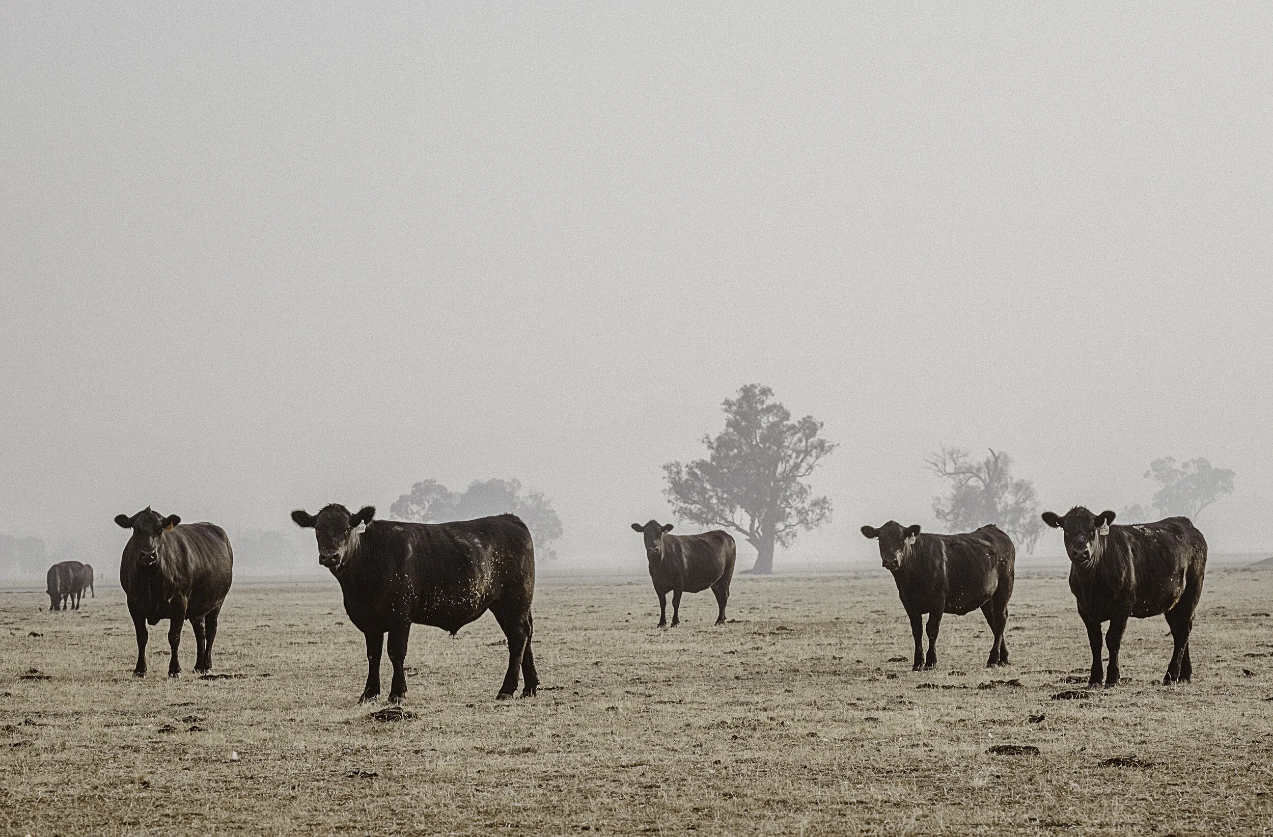 A herd of five black cows standing in a dry, open field with sparse trees in the background on a foggy day.