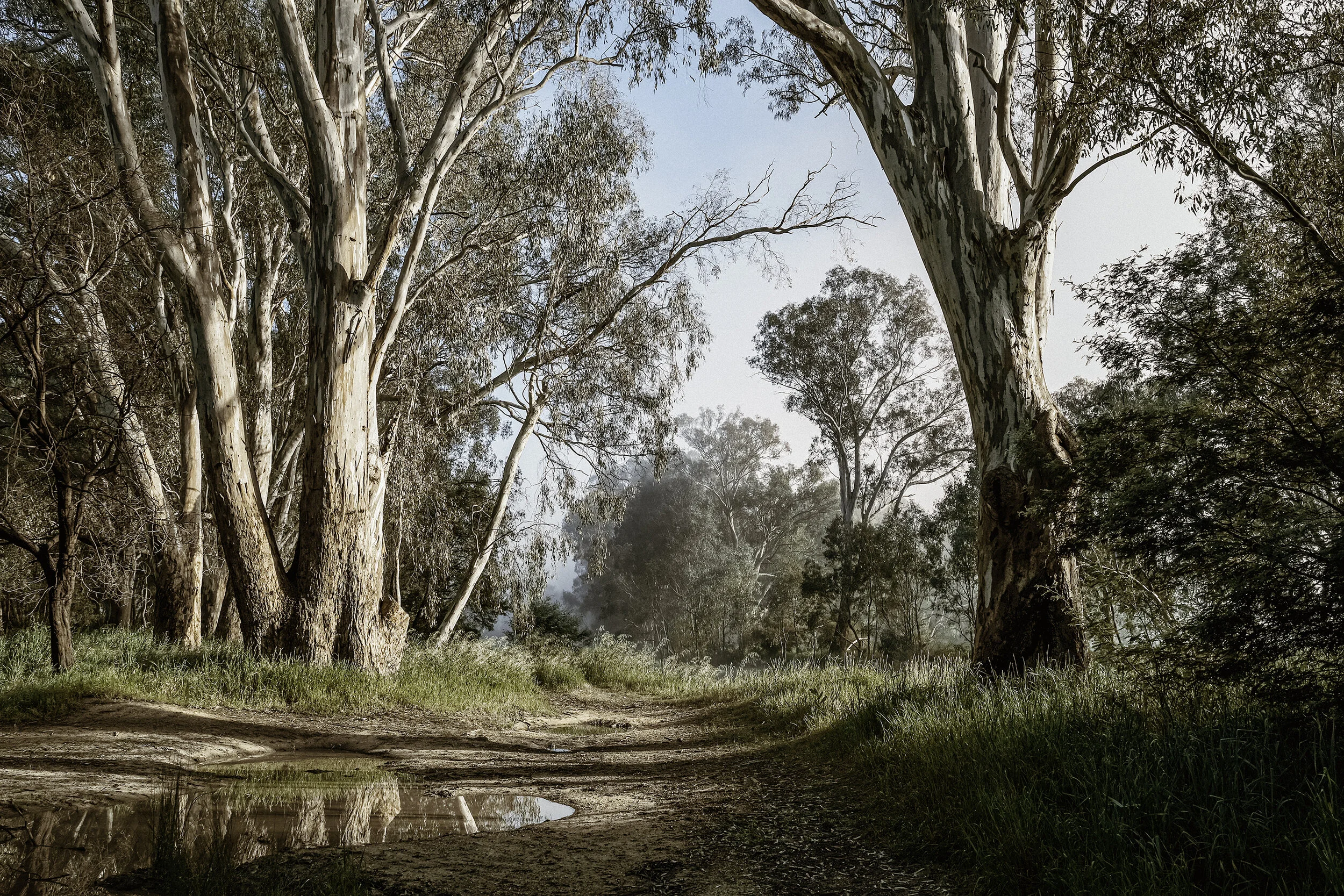 Dirt path surrounded by eucalyptus trees in a forest with a misty atmosphere.