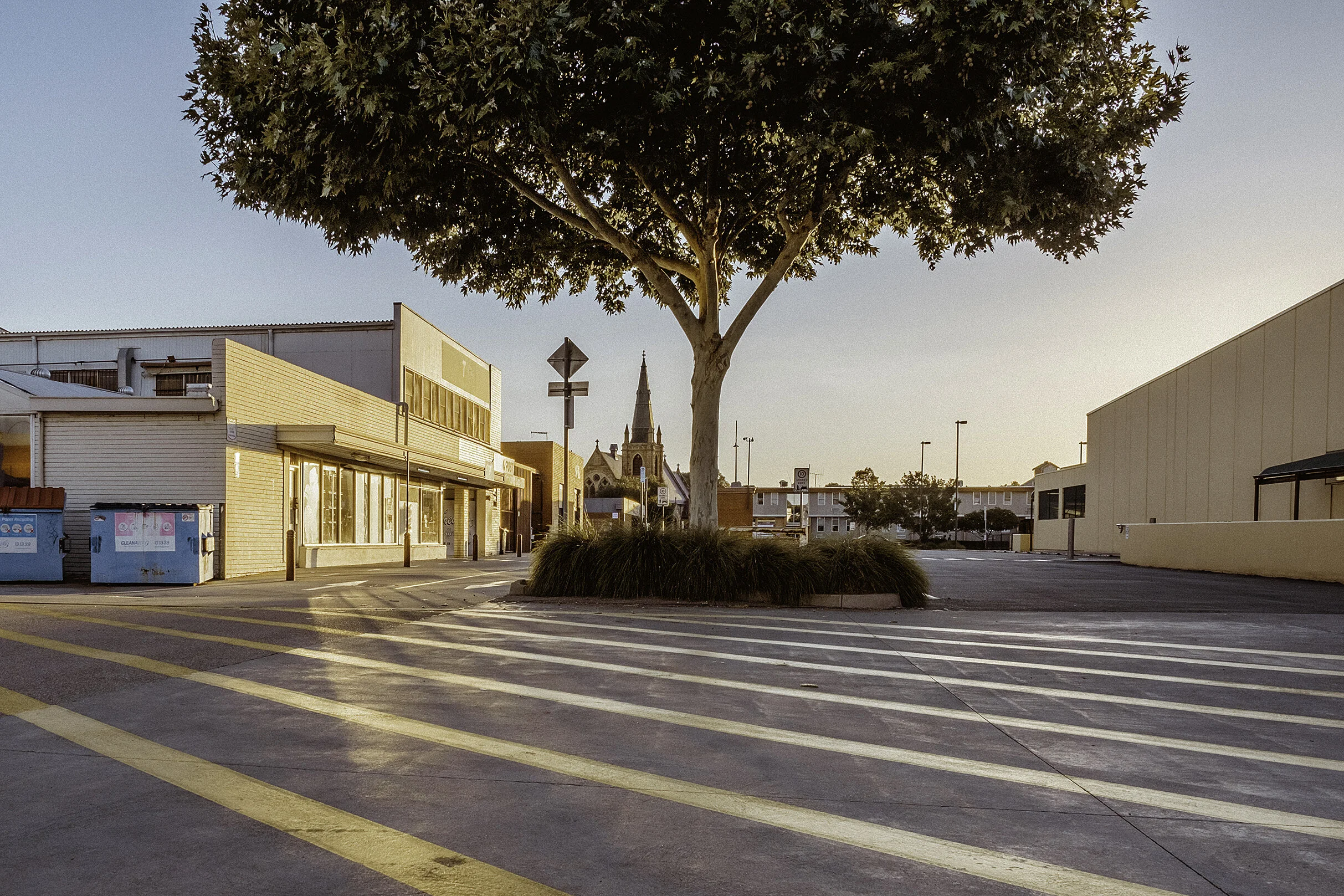 An empty parking lot with yellow and white striped lines, a large green tree in the center, and a church steeple in the background during sunset.