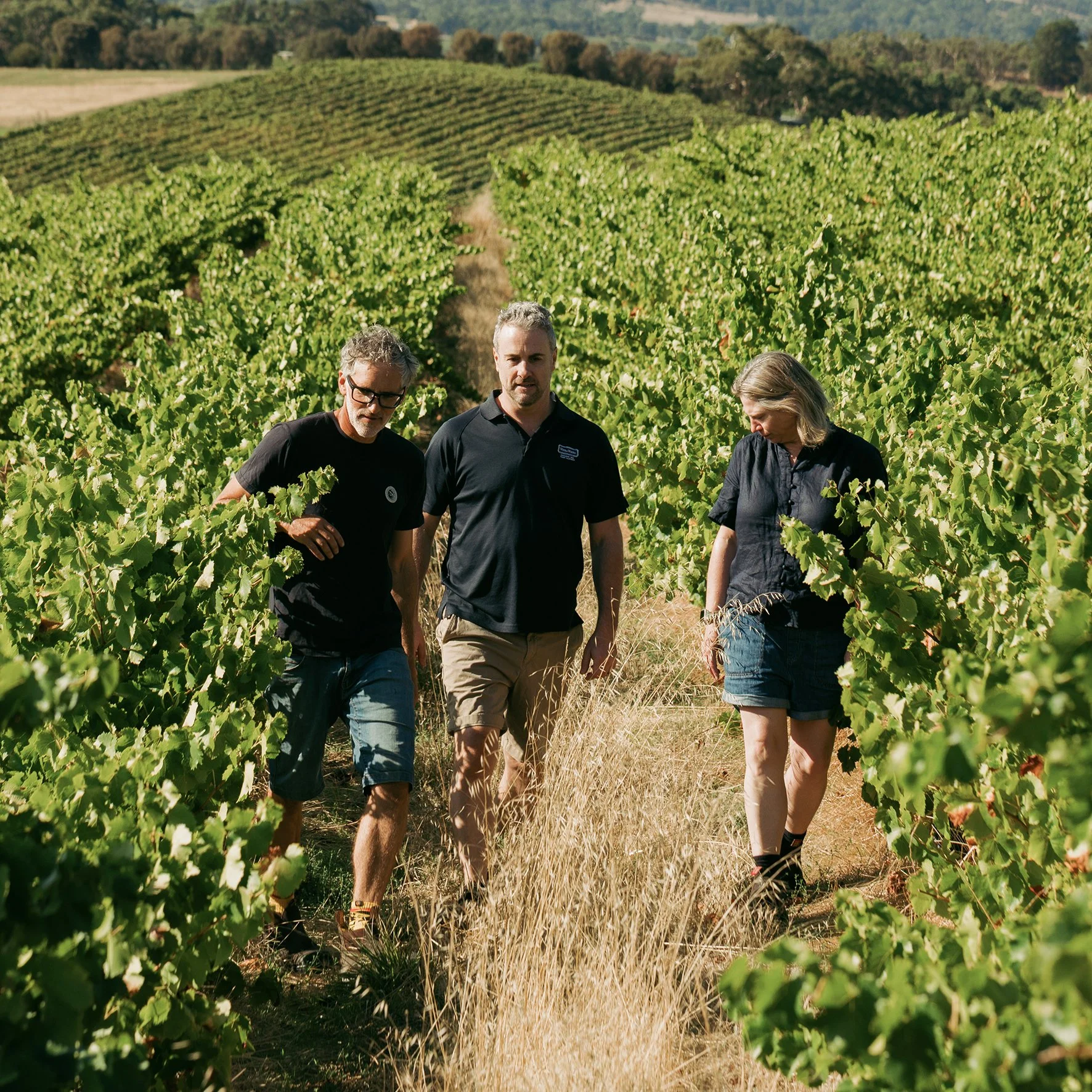 Wirra Wirra buys world-famous Trott Vineyard