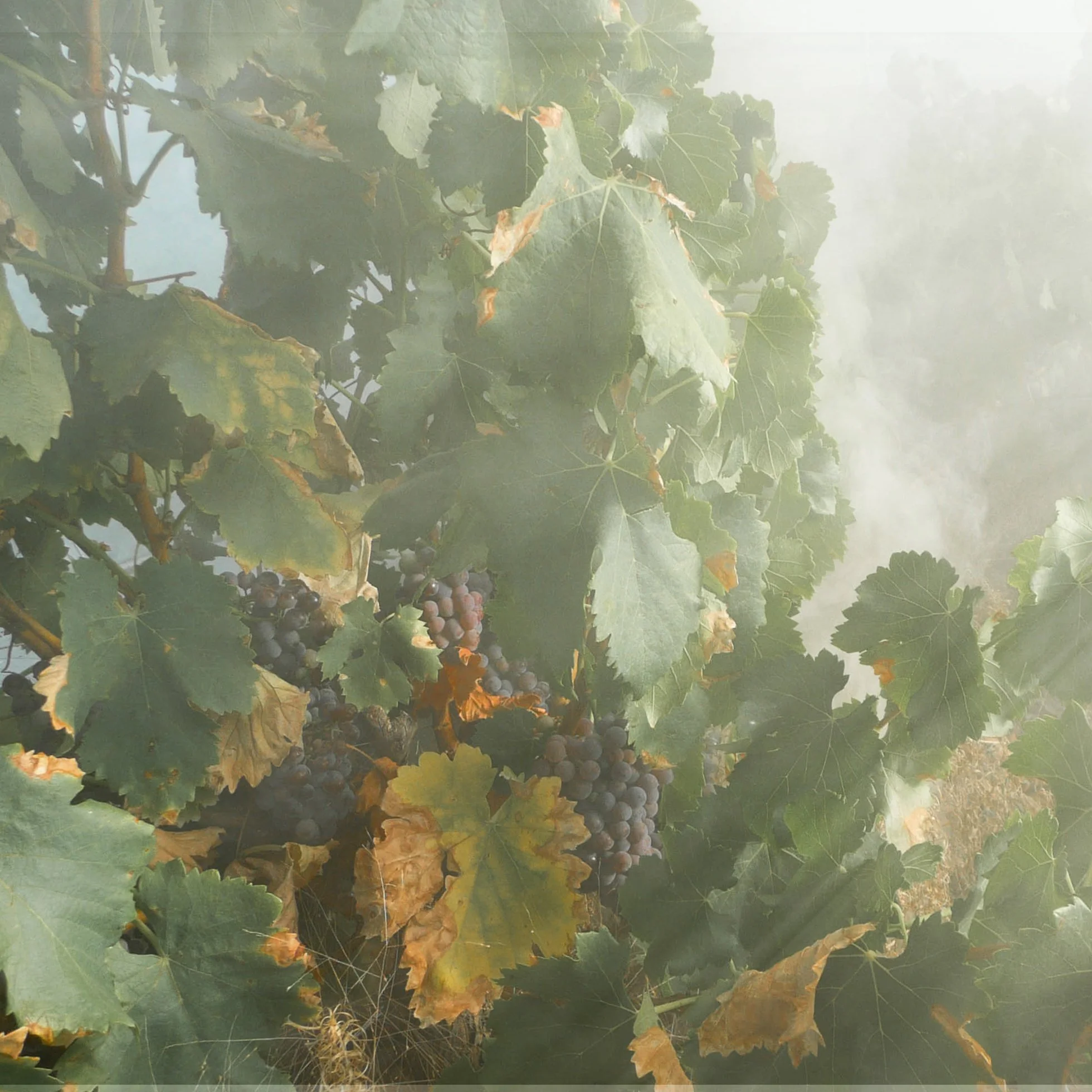 New Wine Tech Cuts Smoke Taint