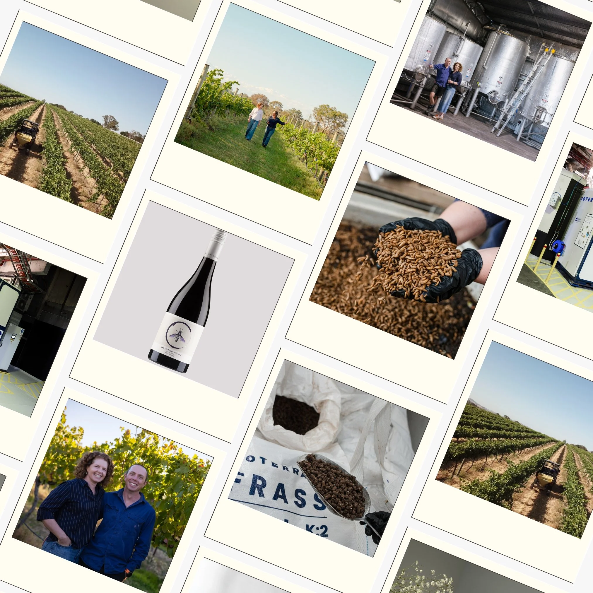 Four Winds Vineyard: 2024 Jimmy Watson Trophy winner up for sale