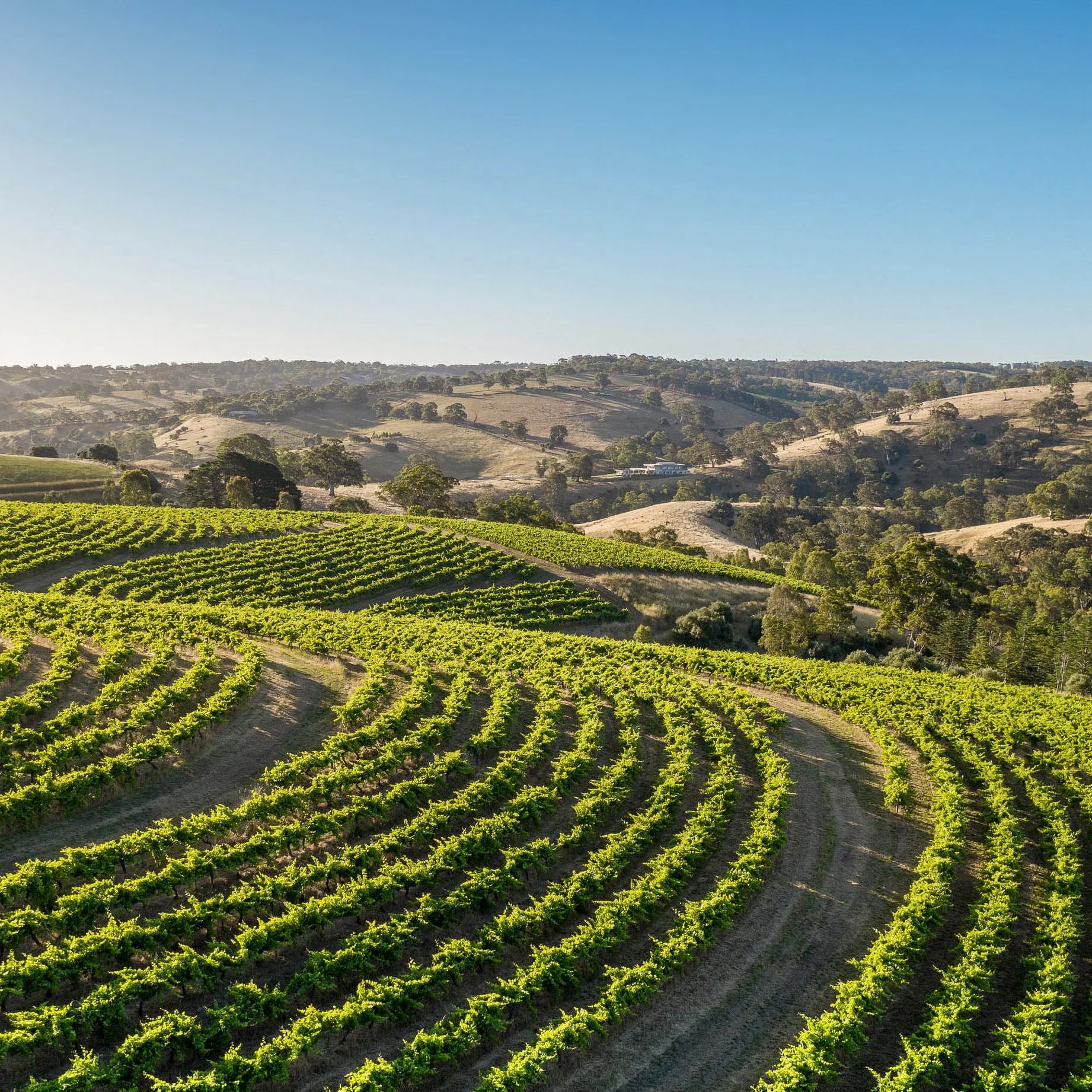 Domaines Jacques Thienpont buys into Hickinbotham Clarendon Vineyard