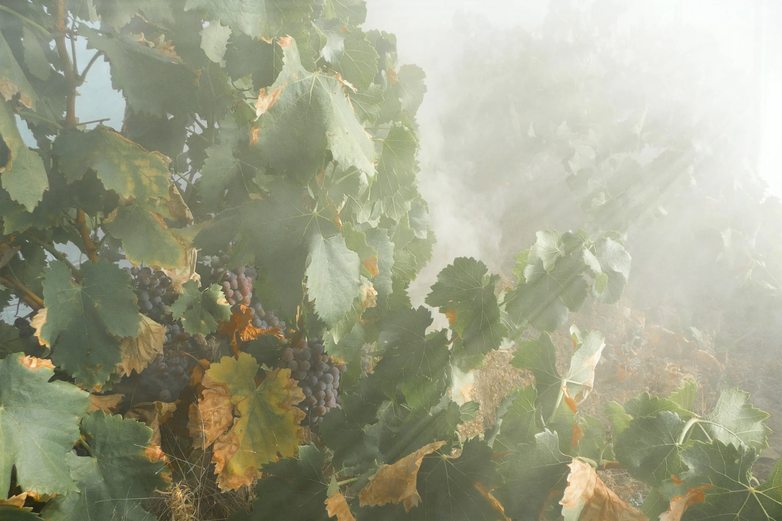 Smoke in a vineyard.