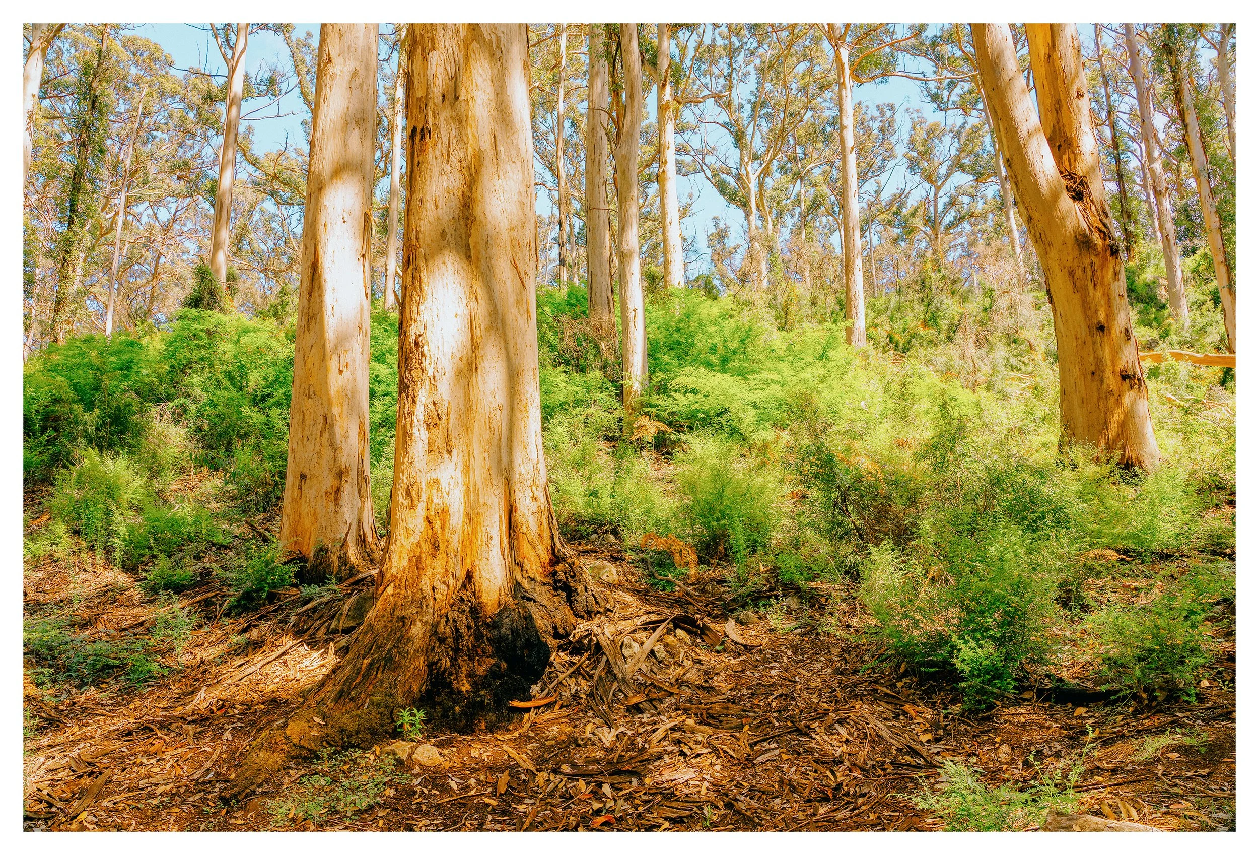 Eucalyptus trees in Margaret River with peeling bark and green shrubbery in a forest setting under a blue sky.