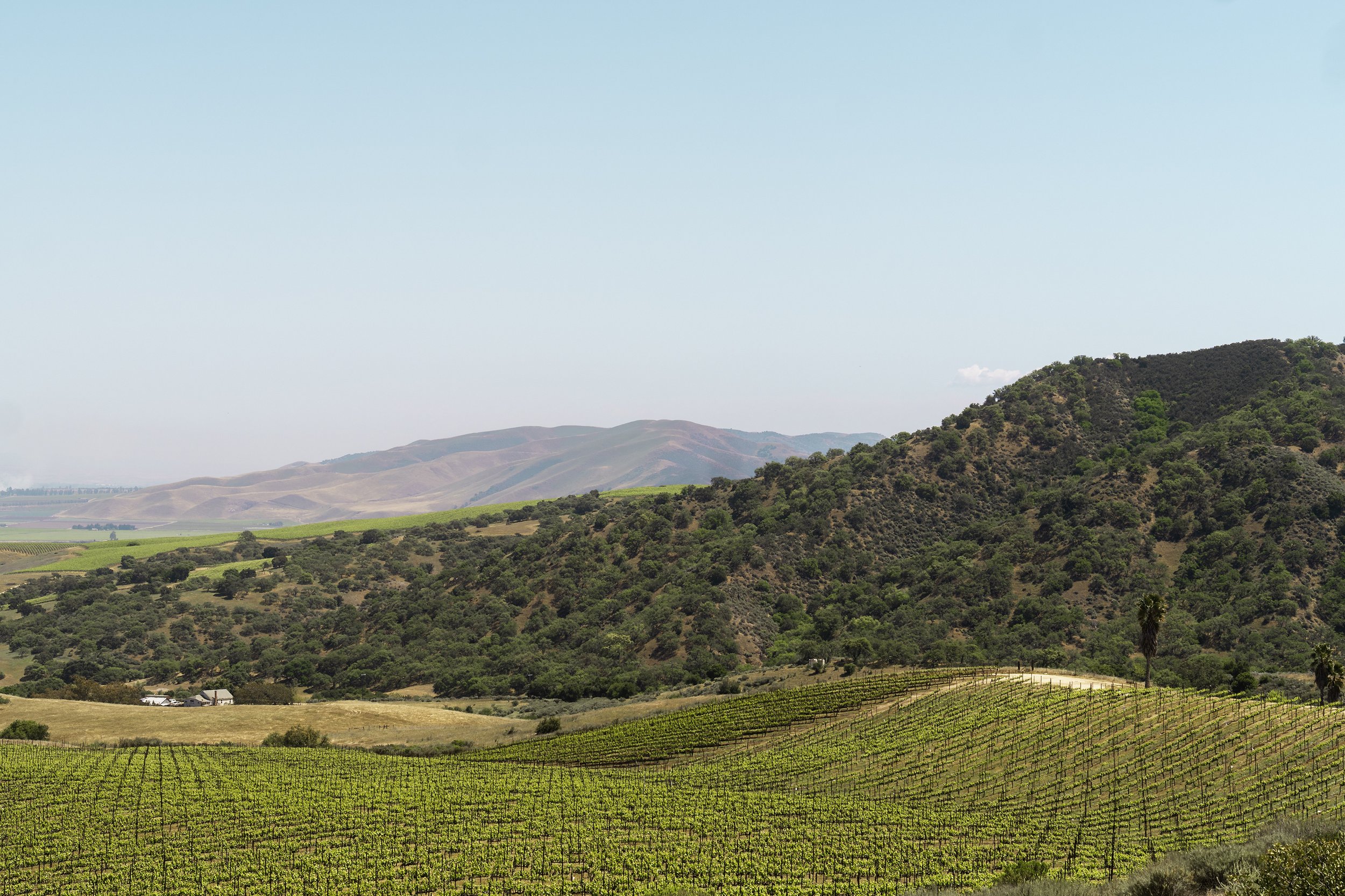 Pisoni vineyard in the foreground, Santa Lucia Highlands behind, blue sky, wide landscape view.