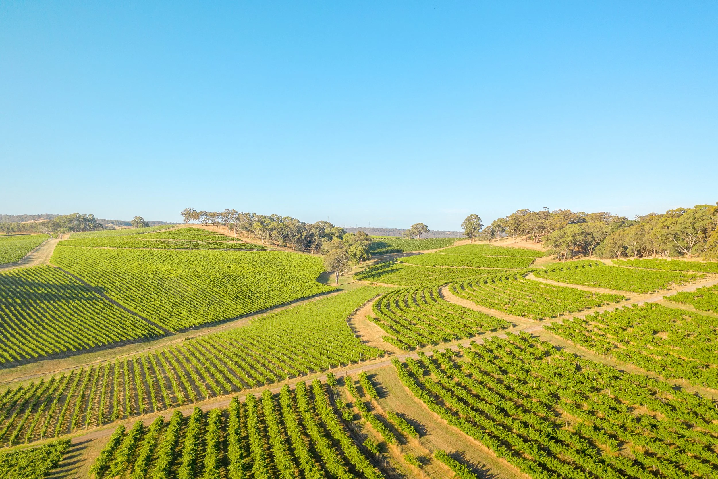 The Clarendon Vineyard in McLaren Vale.