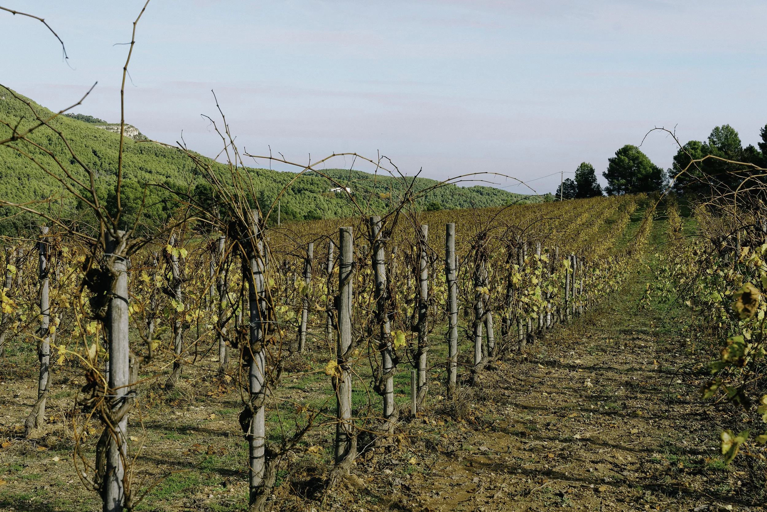 Mountain vineyard of Pares Balta.