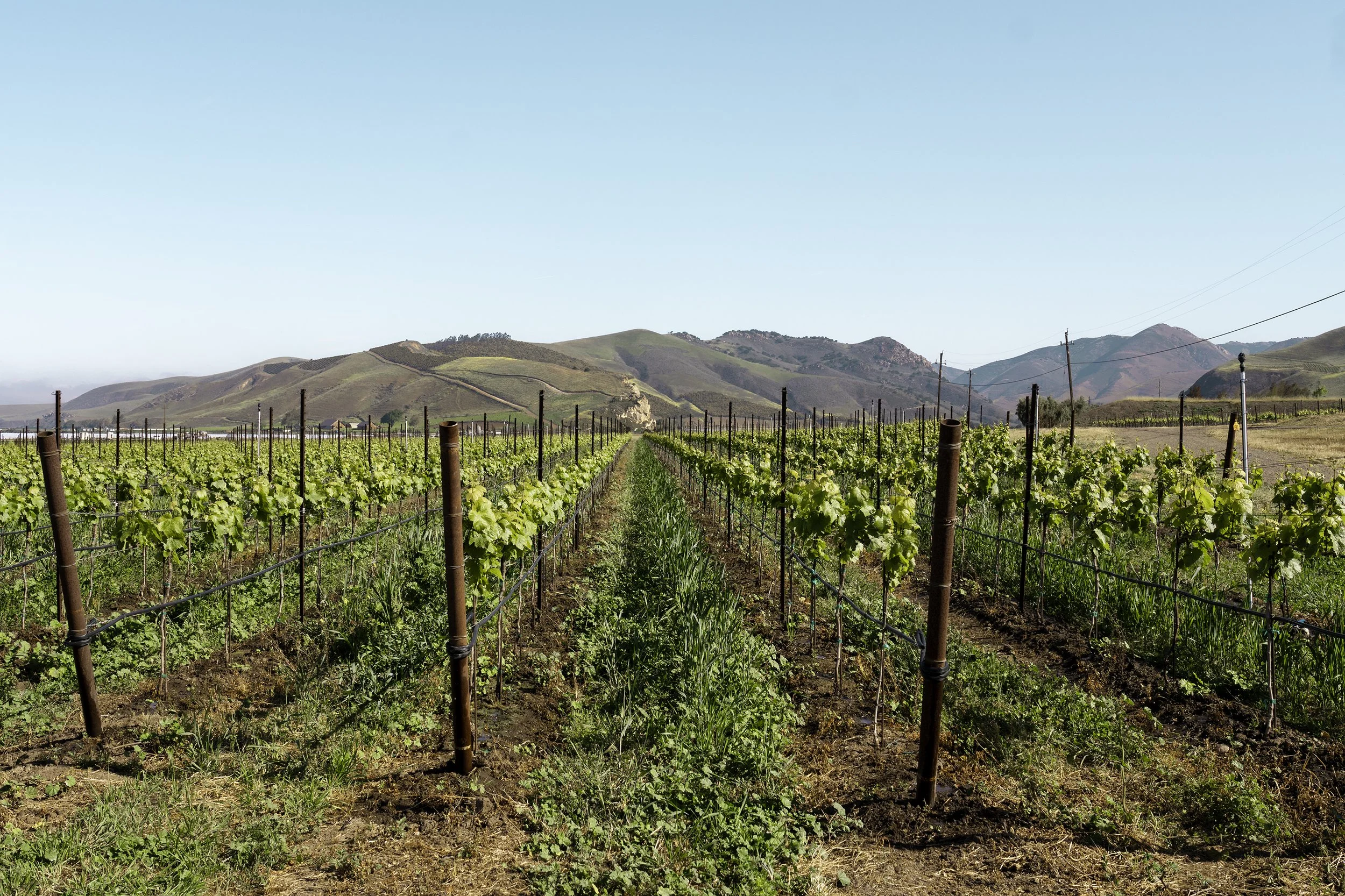 Expansive view of the Bien Nacido Vineyard in the Santa Maria Valley.