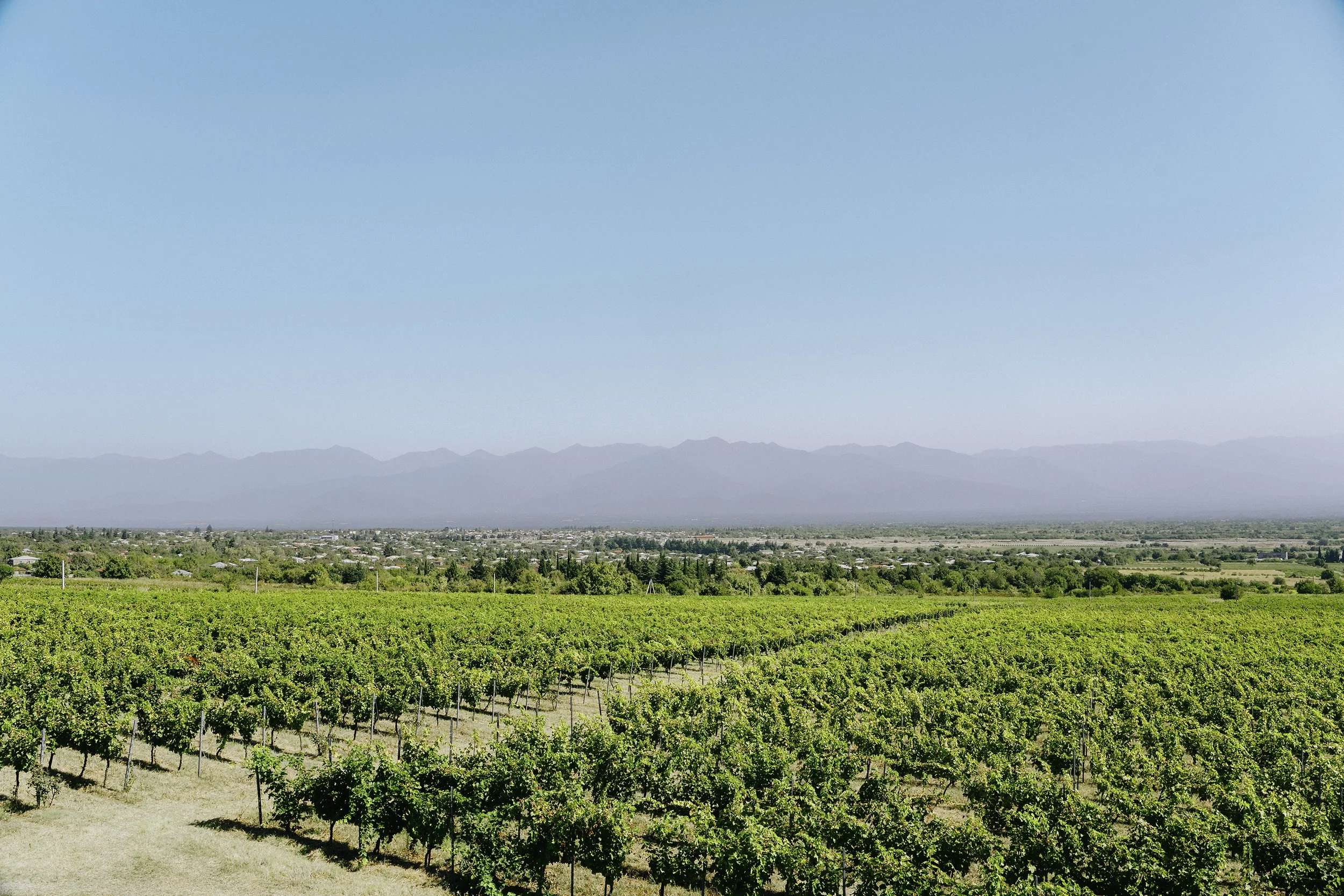 View across the Papari Vallley vineyard on a clear sunny day. The Caucasus Mountains are visible in the background.