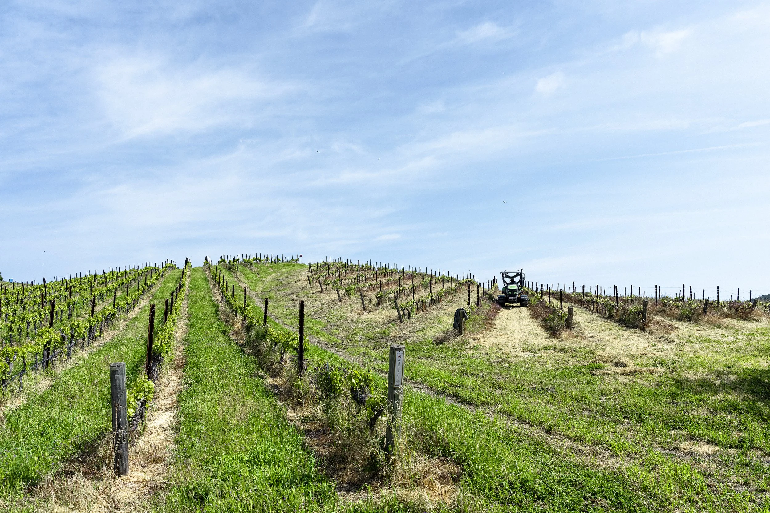 A tractor heads down a row on a hill at the Tablas Creek winery.
