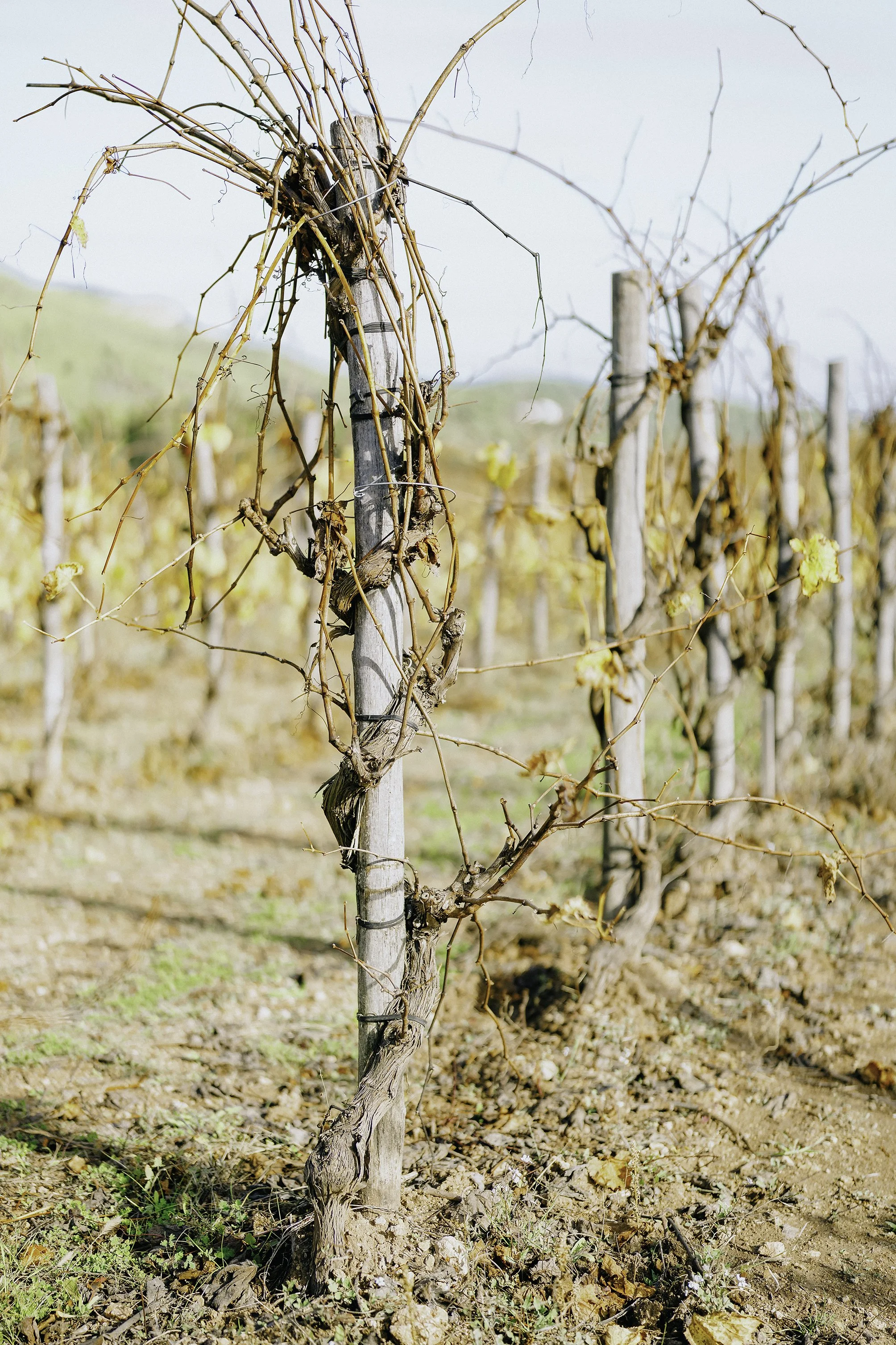 Snaked trellising of the Pares Balta vines.