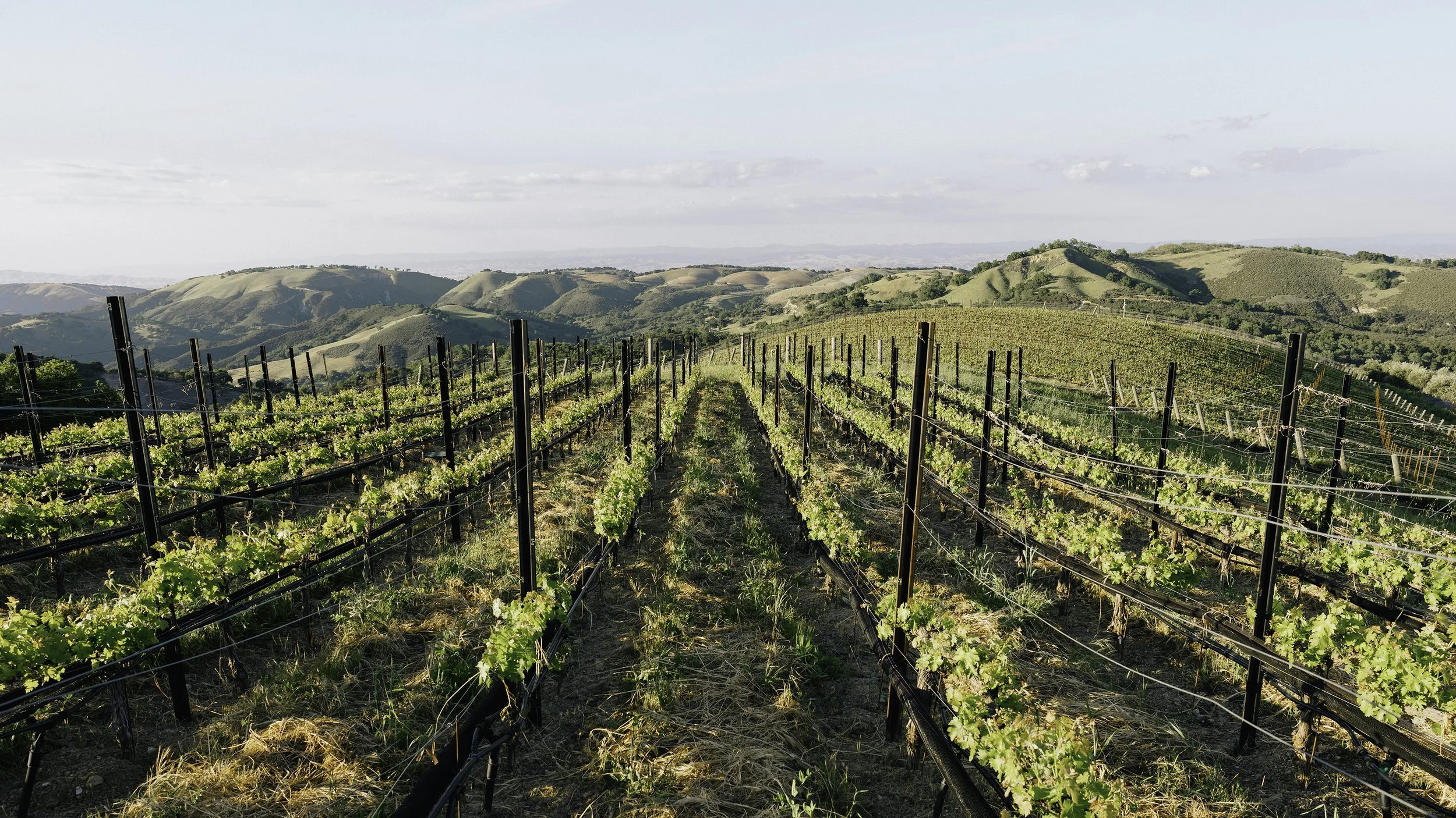View across the mountain top vineyard at DAOU Vineyards in Paso Robles, California. Glorious golden hour light, California wine at its best. Photo by Campbell Mattinson.