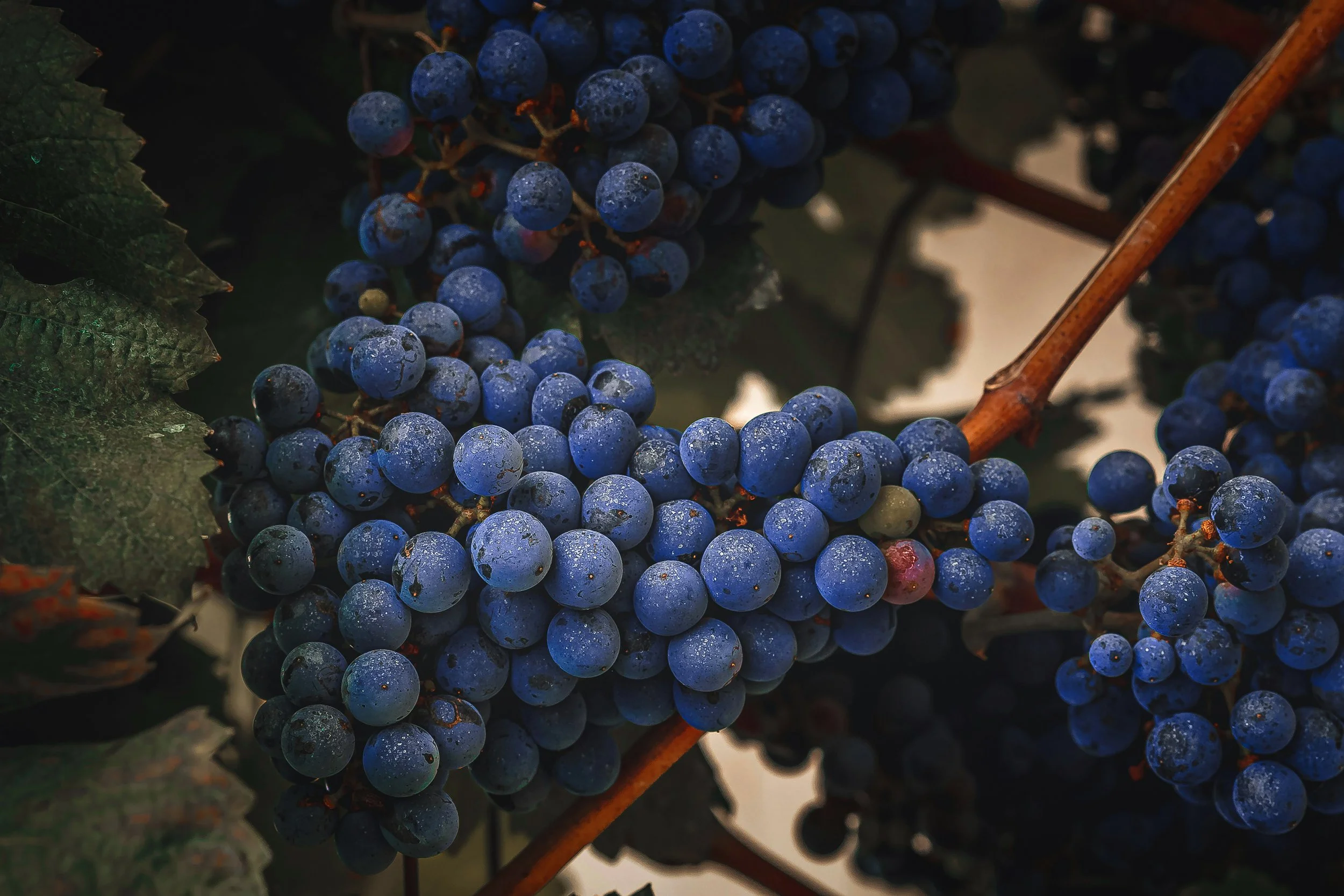 Bunches of Cabernet Sauvignon grapes.