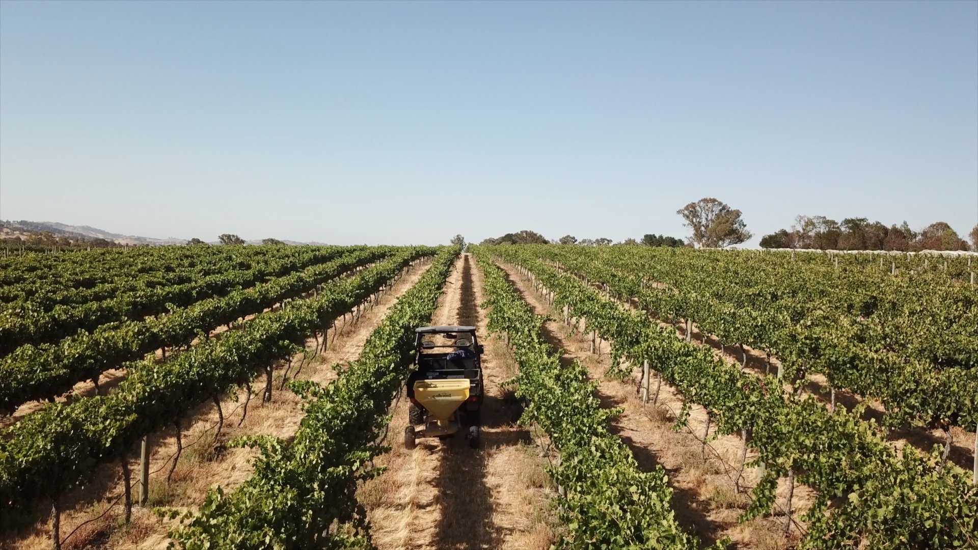A tractor rolls through the Four Winds vineyard in the Canberra wine region.