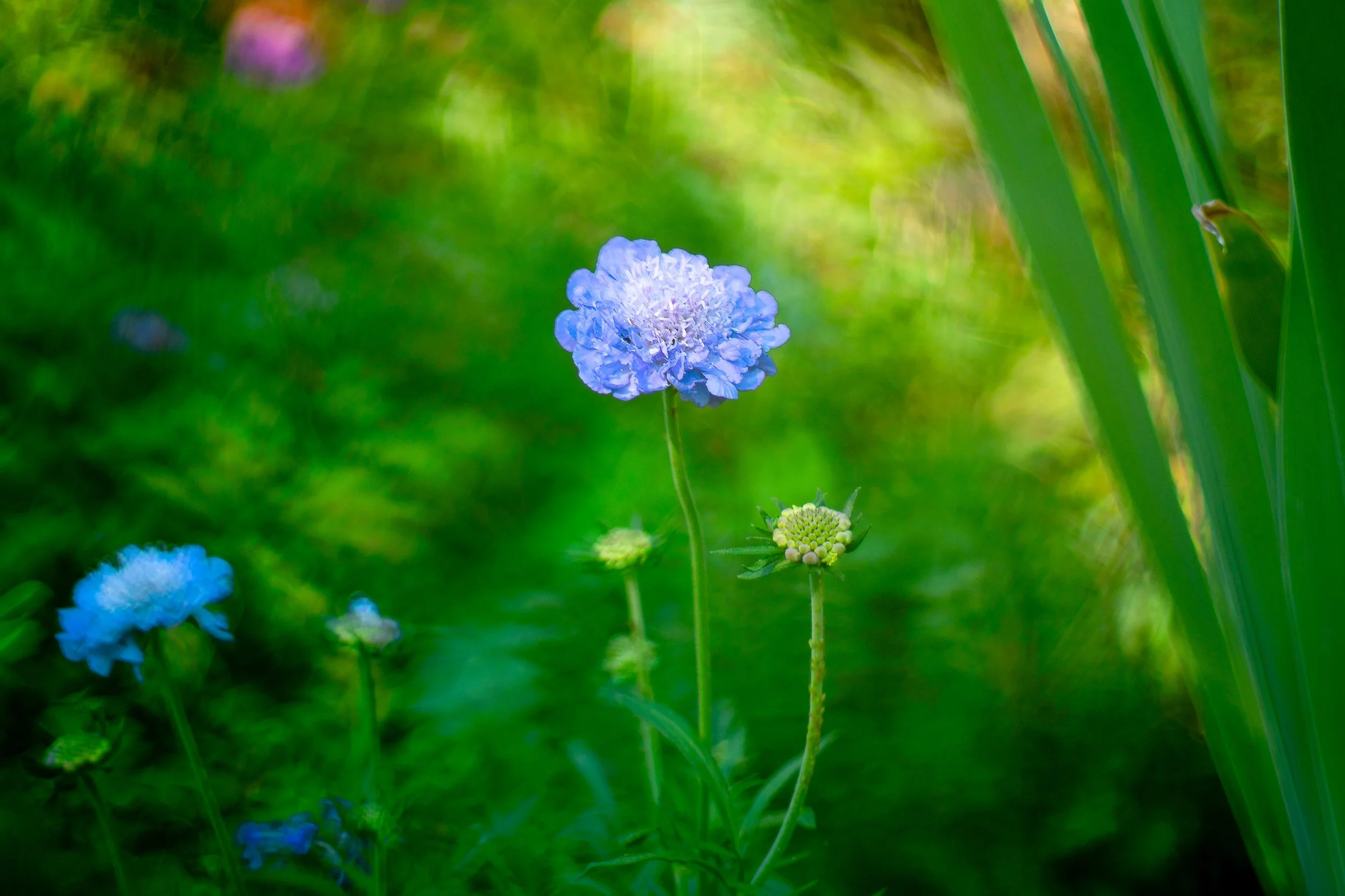 Williamstown Botanical Gardens Blue Flower v1.jpg
