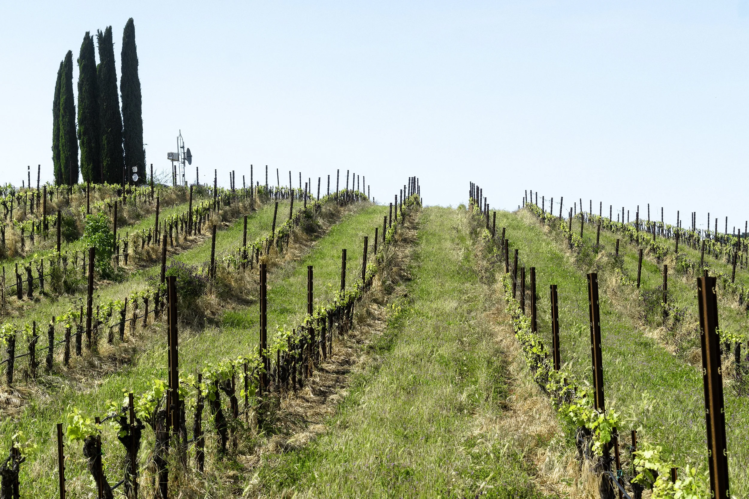 Pencil pine trees at the top of a hill at the Tablas Creek vineyard in Paso Robles.