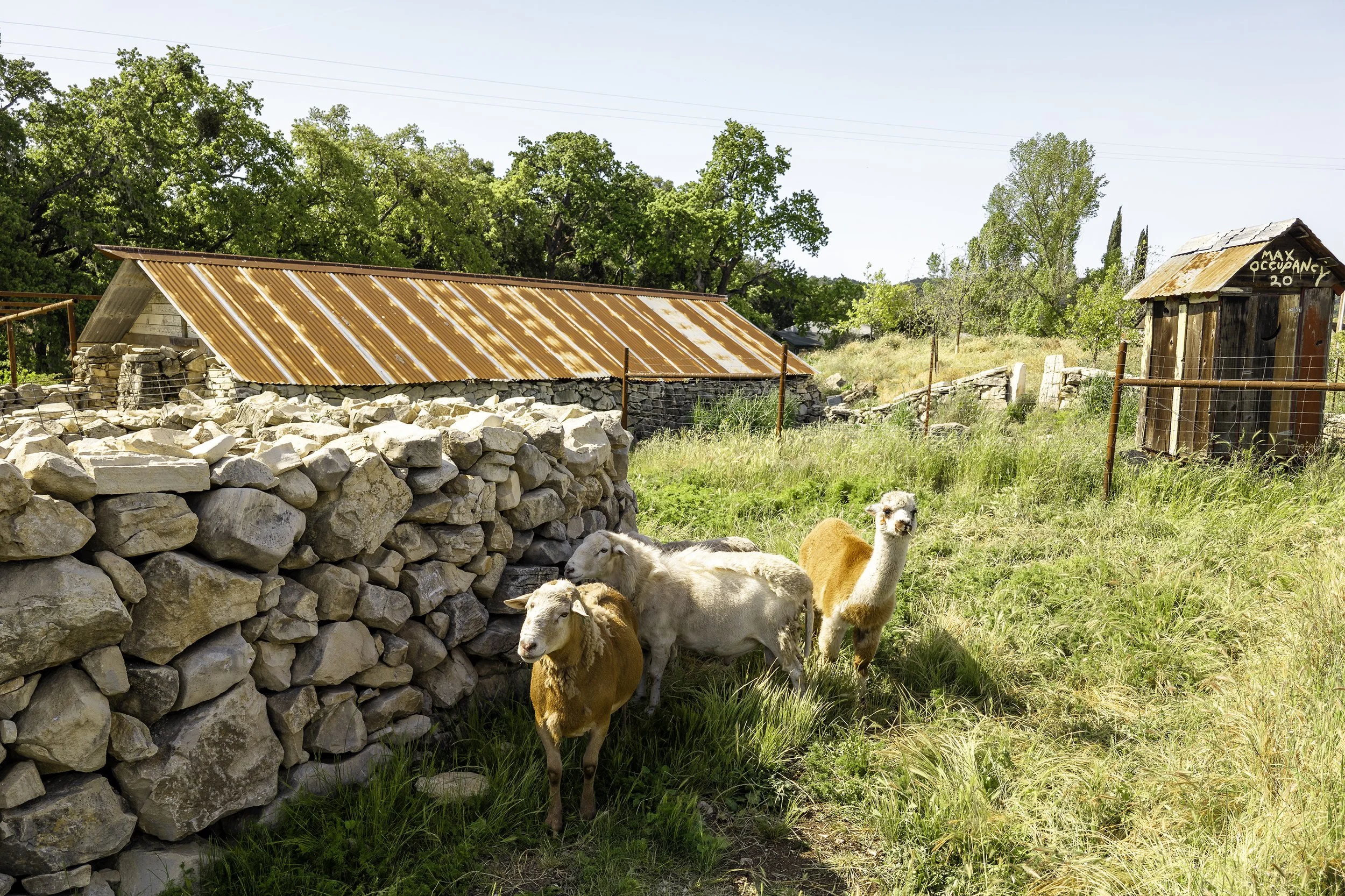 Sheep and alpaca stand in green grass with sheds behind them at the Tablas Creek winery in Paso Robles.