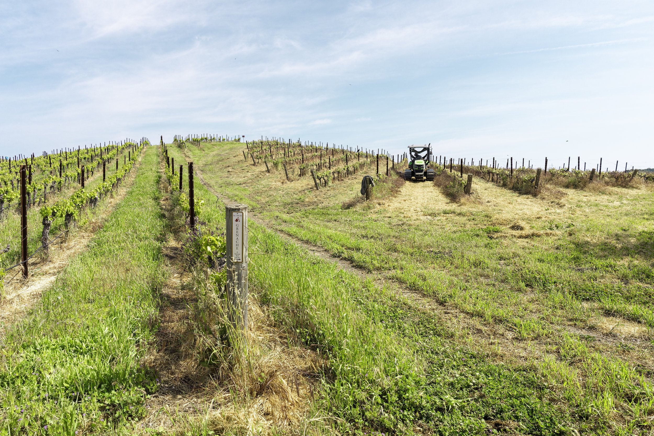 A tractor works down a row at the Tablas Creek vineyard on a bright sunny day.