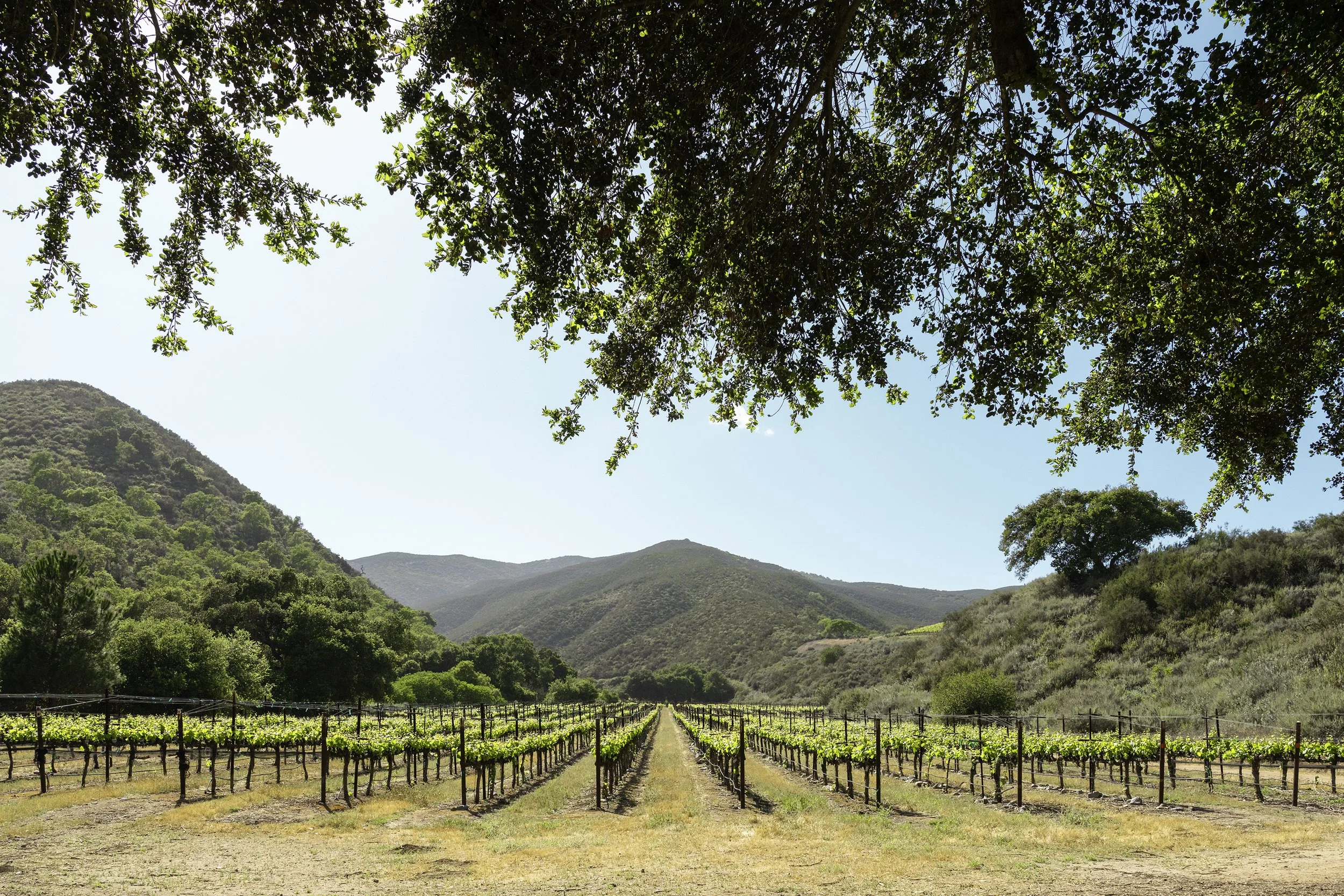 Wide view of the Pisoni Vineyard Santa Lucia Highlands on a sunny day, tree overhanging in foreground.