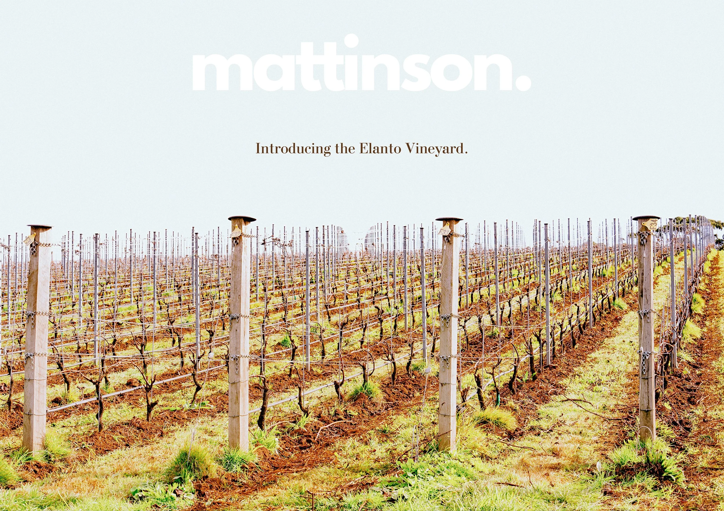 Picture of the close-planted Elanto Vineyard on the Mornington Peninsula. Vines crammed in at 11,111 vines per hectare.