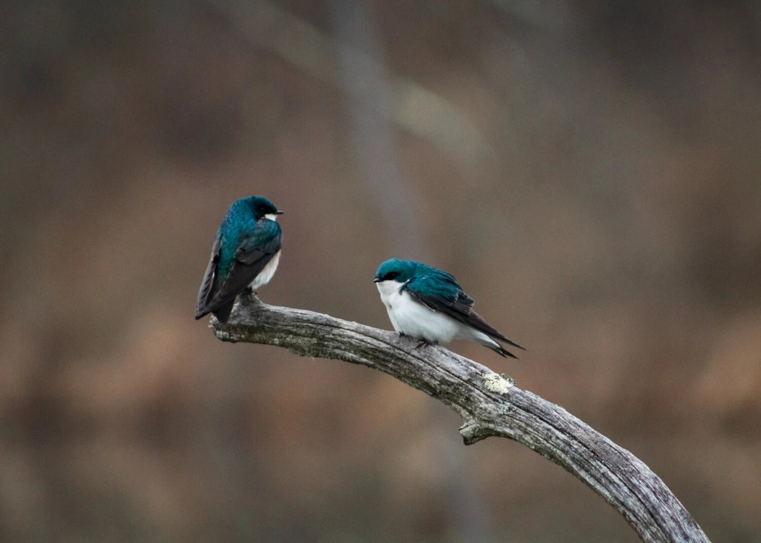 Beaver Marsh-April 05, 2019-1.jpg