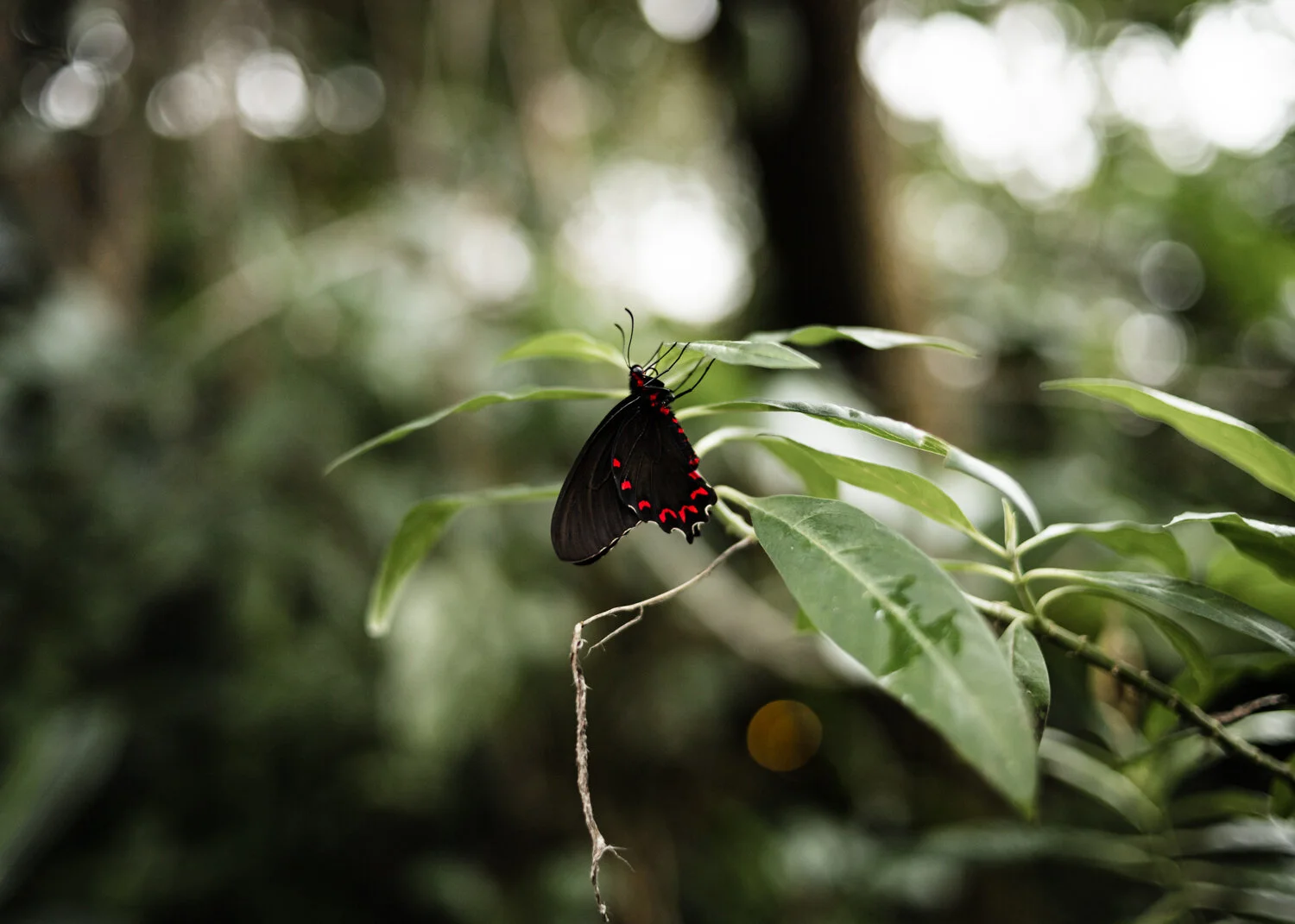 Cleveland Botanical Garden | Ohio