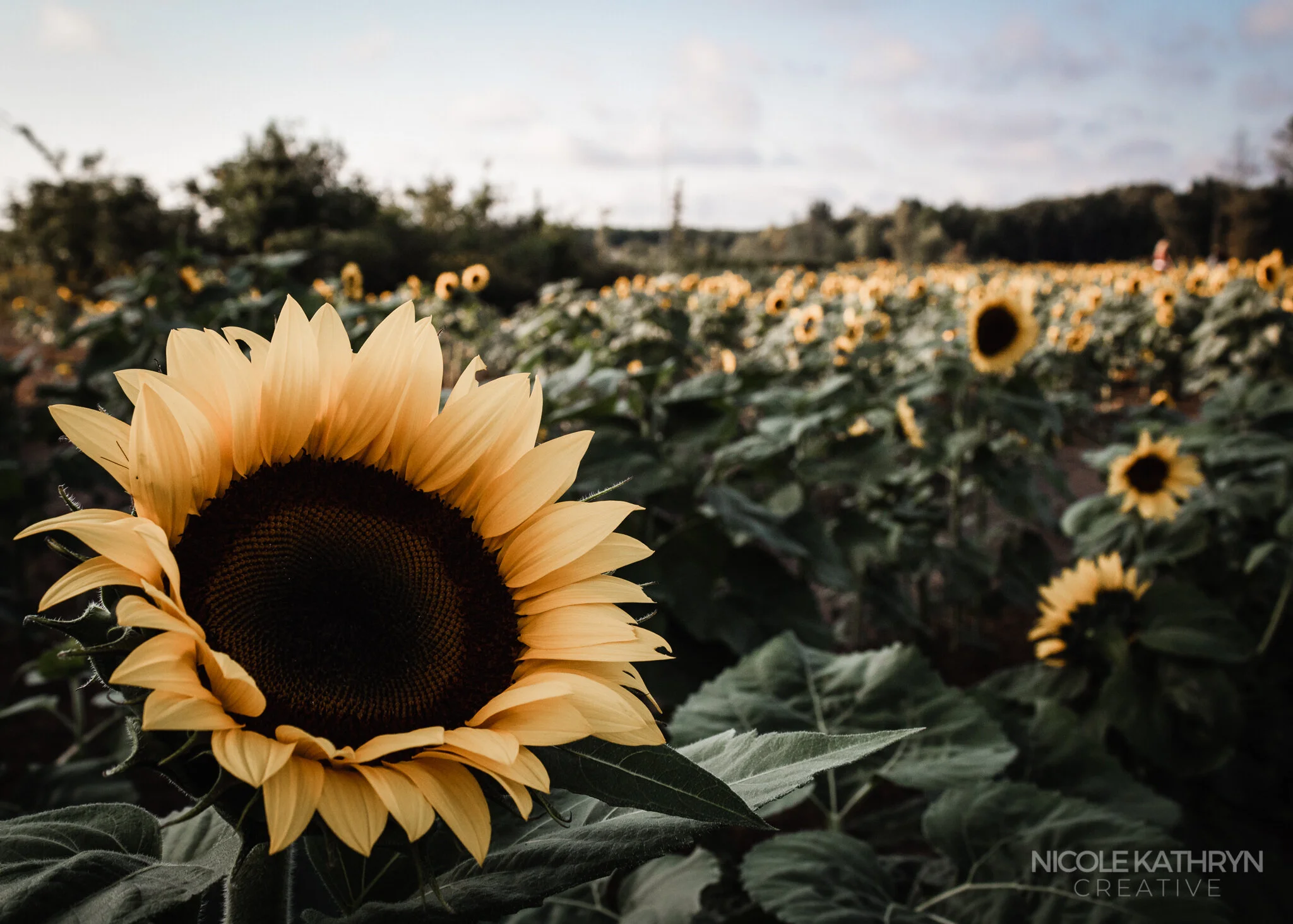 Maria's Field of Hope 5x7 Watermark-3.jpg