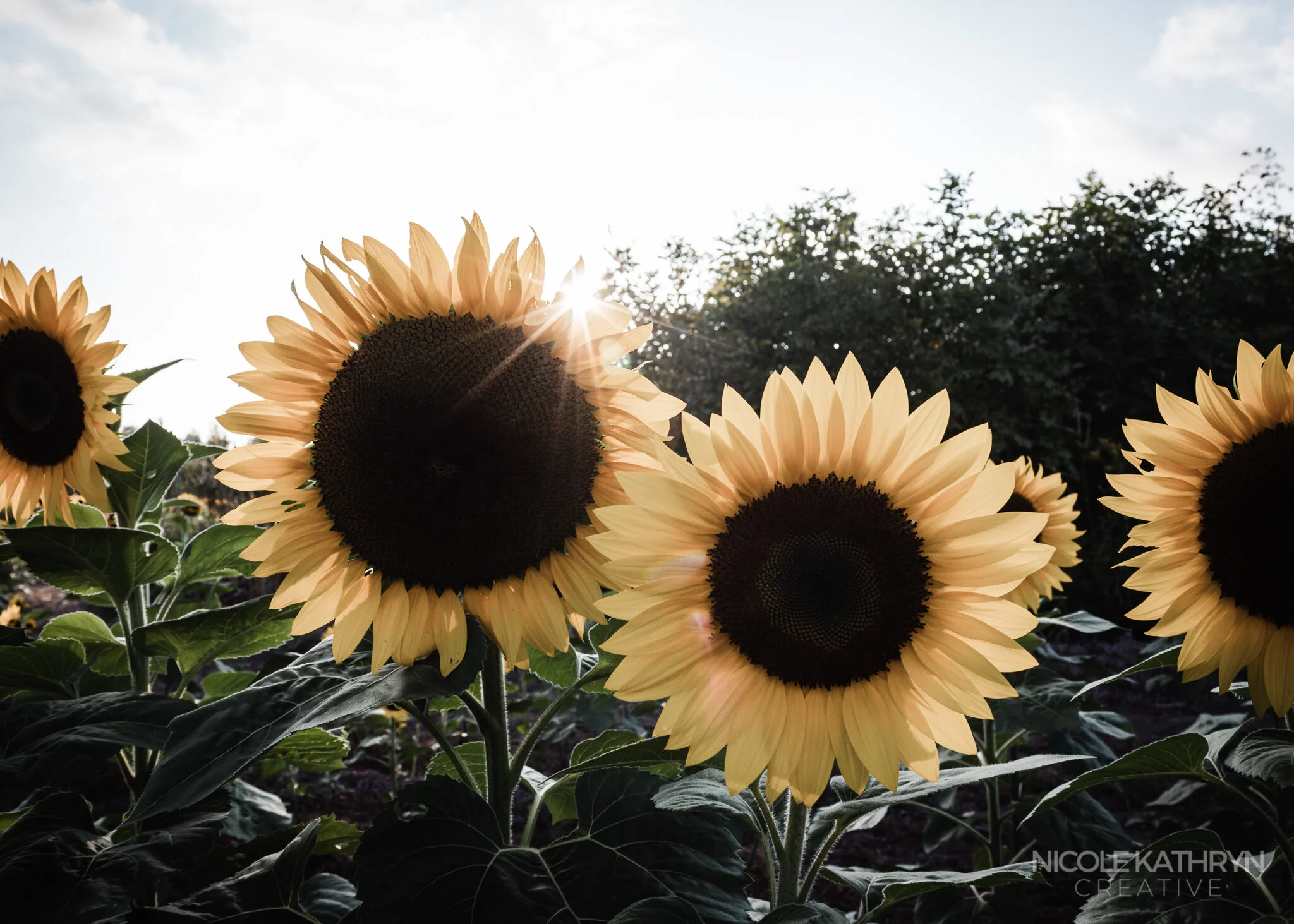 Maria's Field of Hope 5x7 Watermark-2.jpg