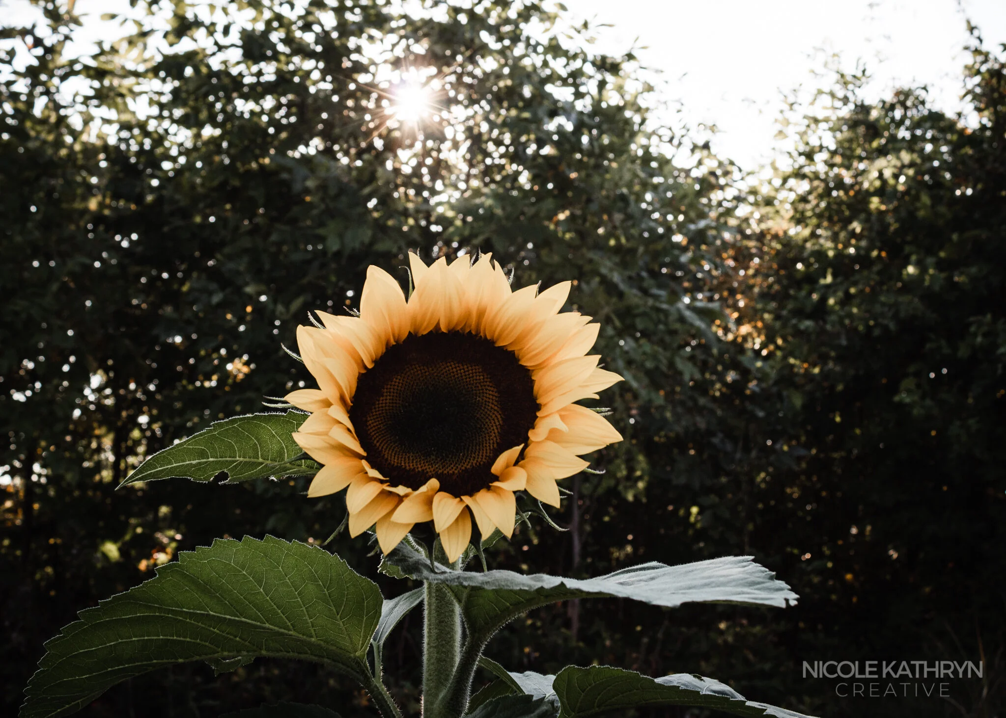 Maria's Field of Hope 5x7 Watermark.jpg