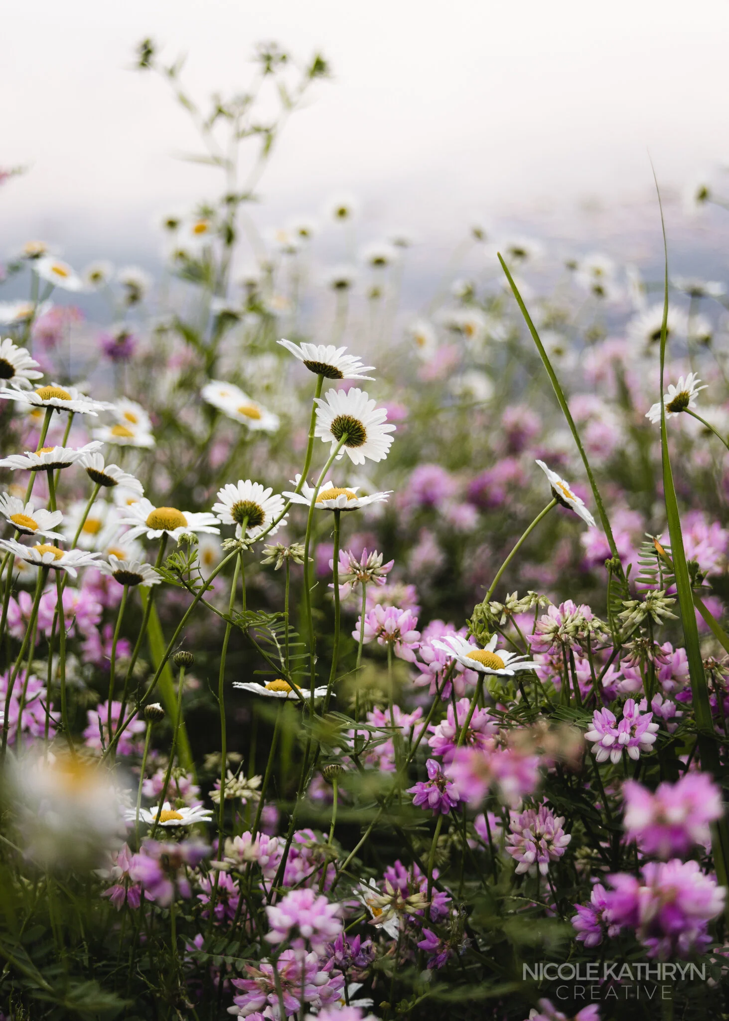 CVNP 5x7 Watermark-11.jpg