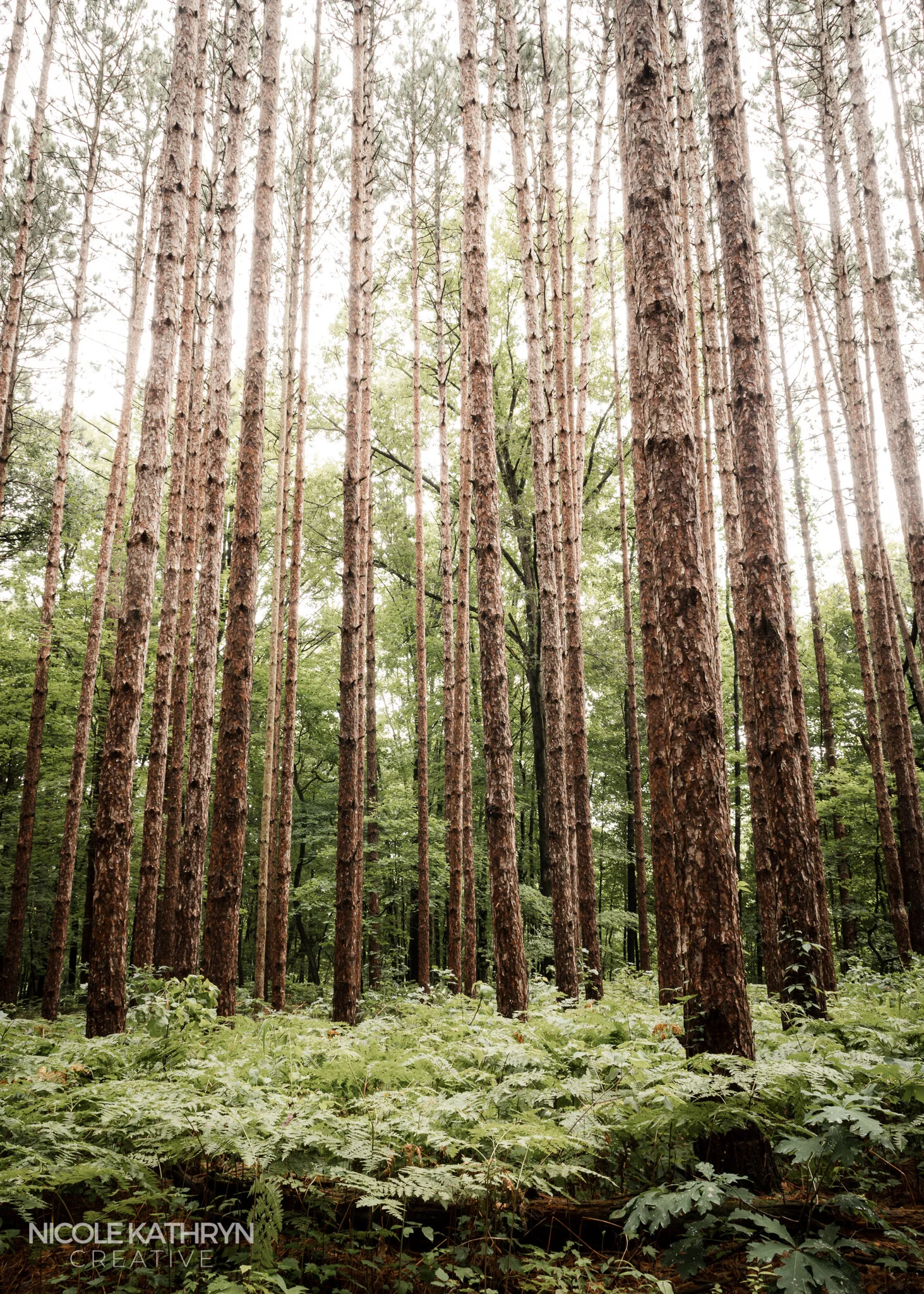 Toledo Metroparks 5x7 Watermark.jpg