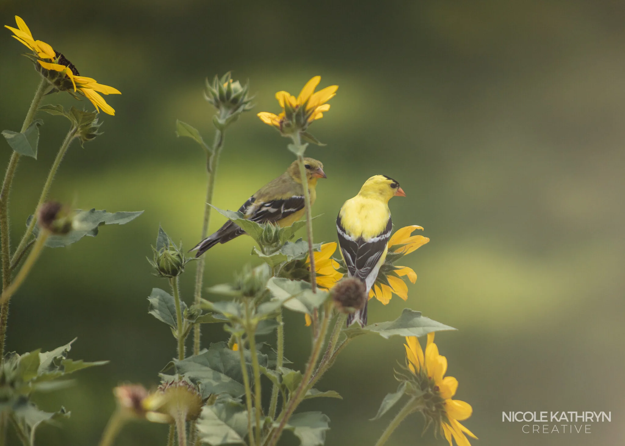 Finches 5x7 Watermark.jpg