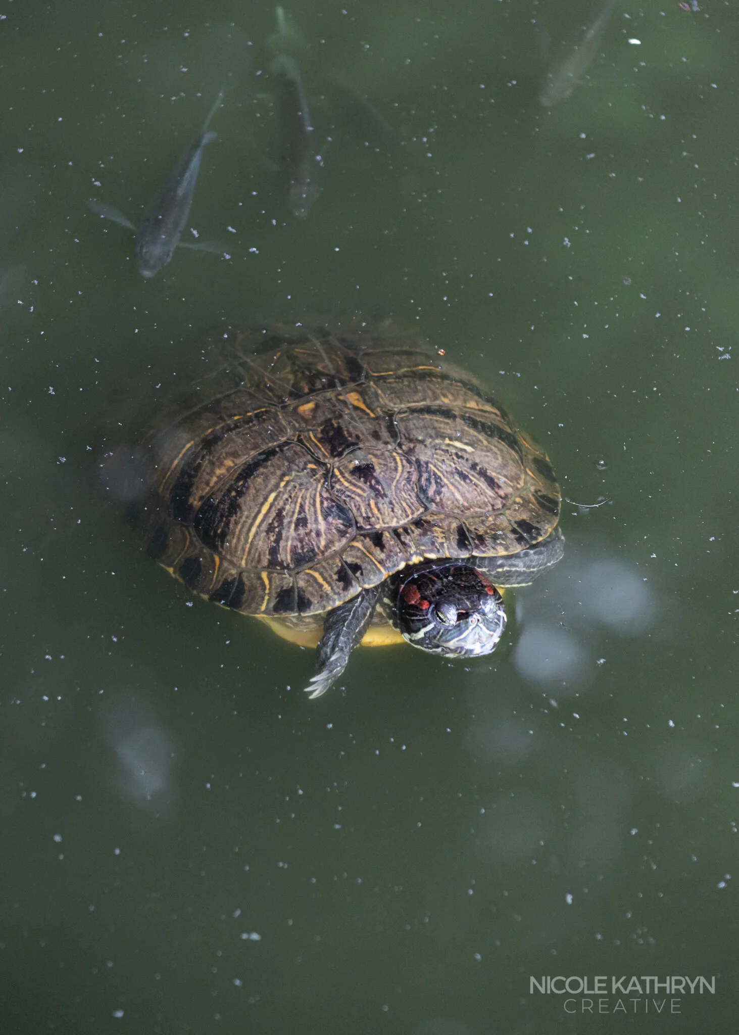 Mill Creek Parks 5x7 Watermark-10.jpg