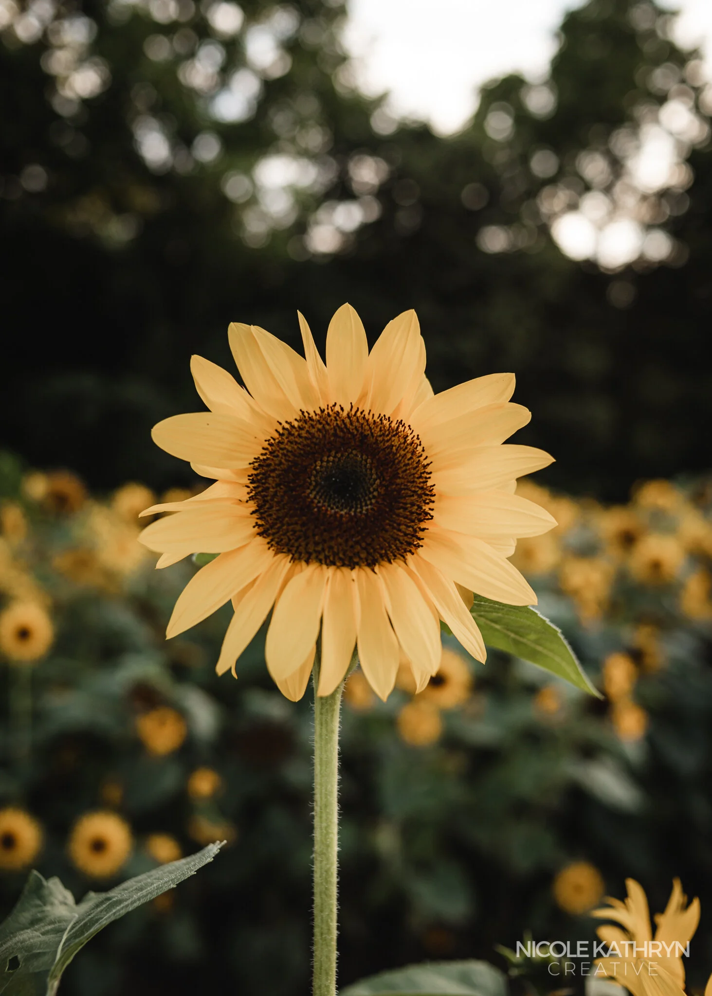 Patch on 37 5x7 Watermark-3.jpg