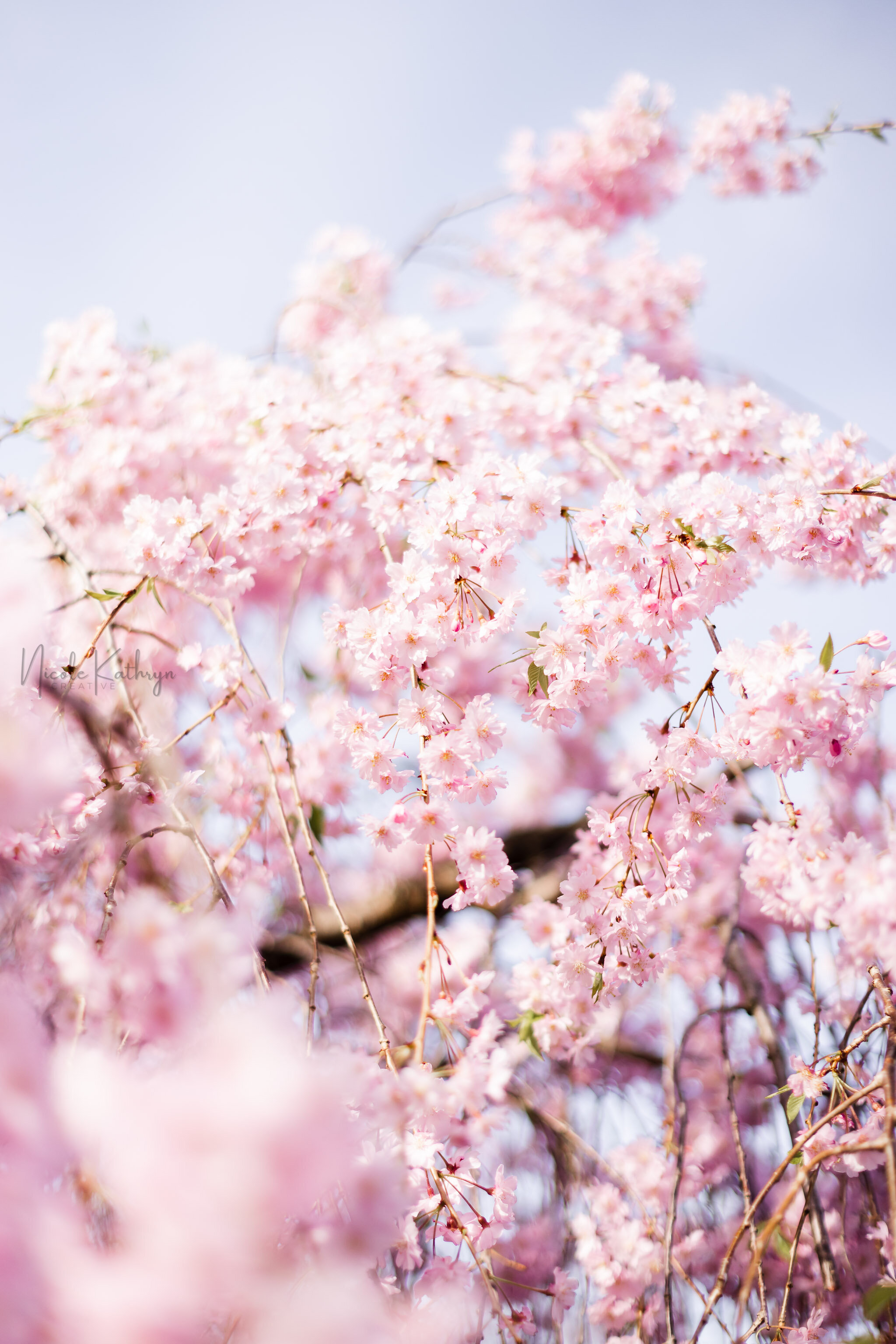 Wade Lagoon - April, 2021-4.jpg