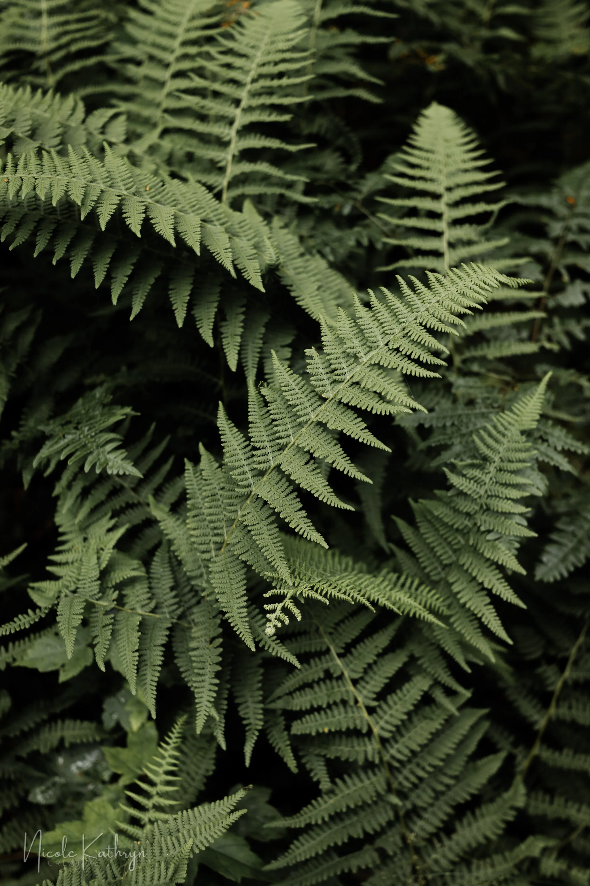 Spruce Knob, WV - Jul, 2021 - Watermark-31.jpg