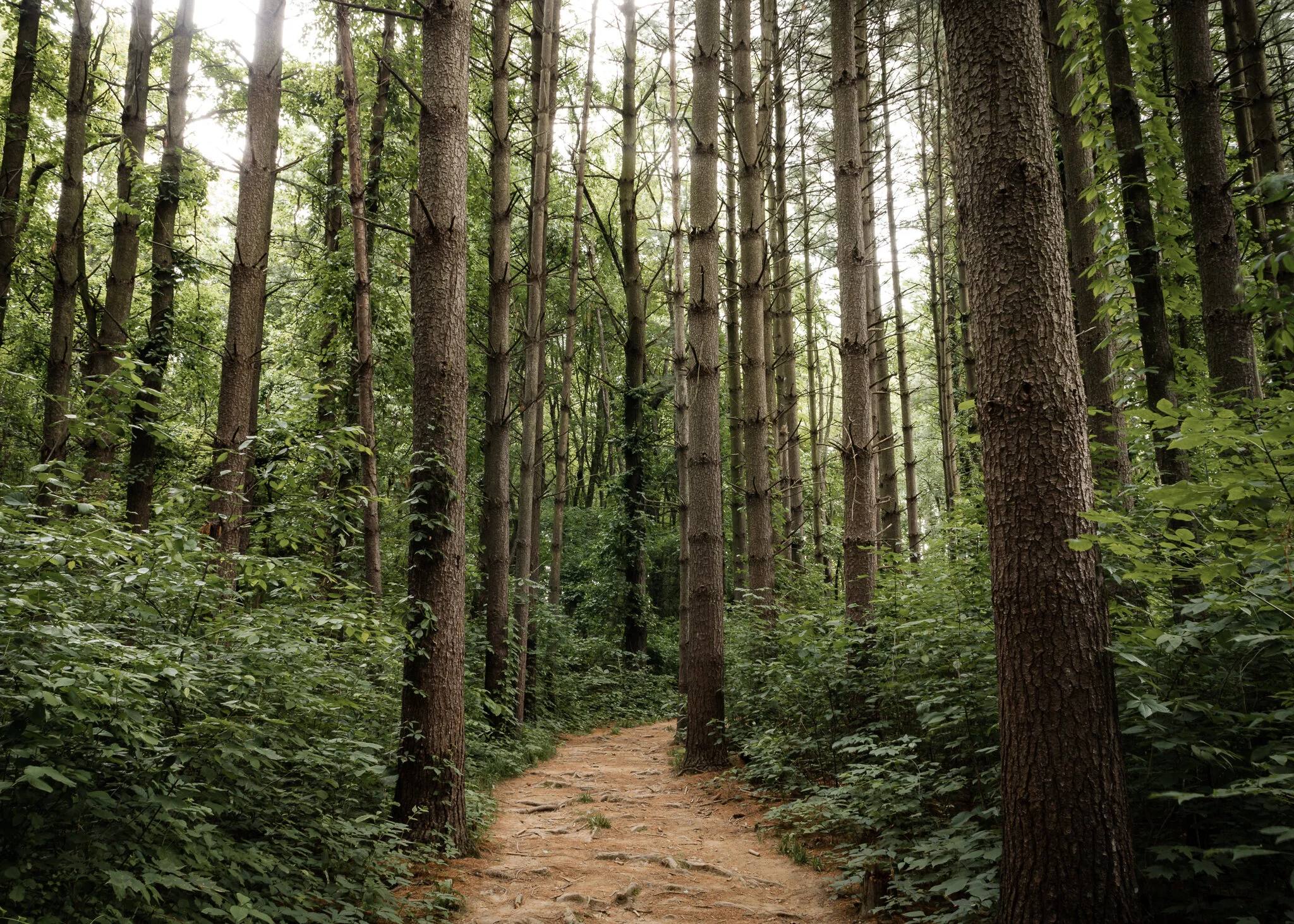 Summit Metro Parks: Hiking Guide