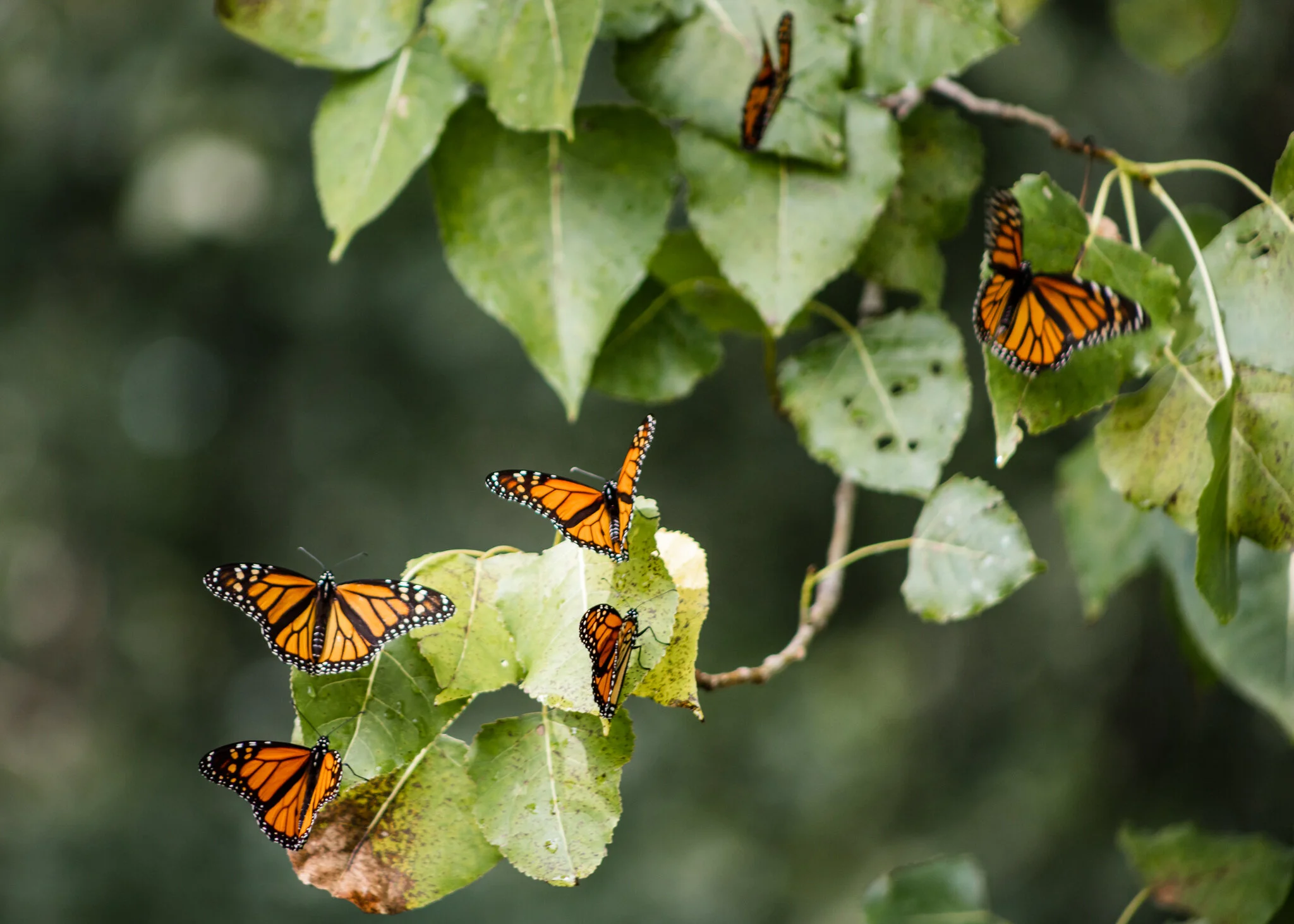 Migrating Monarchs: A Natural Phenomenon Visible in Cleveland