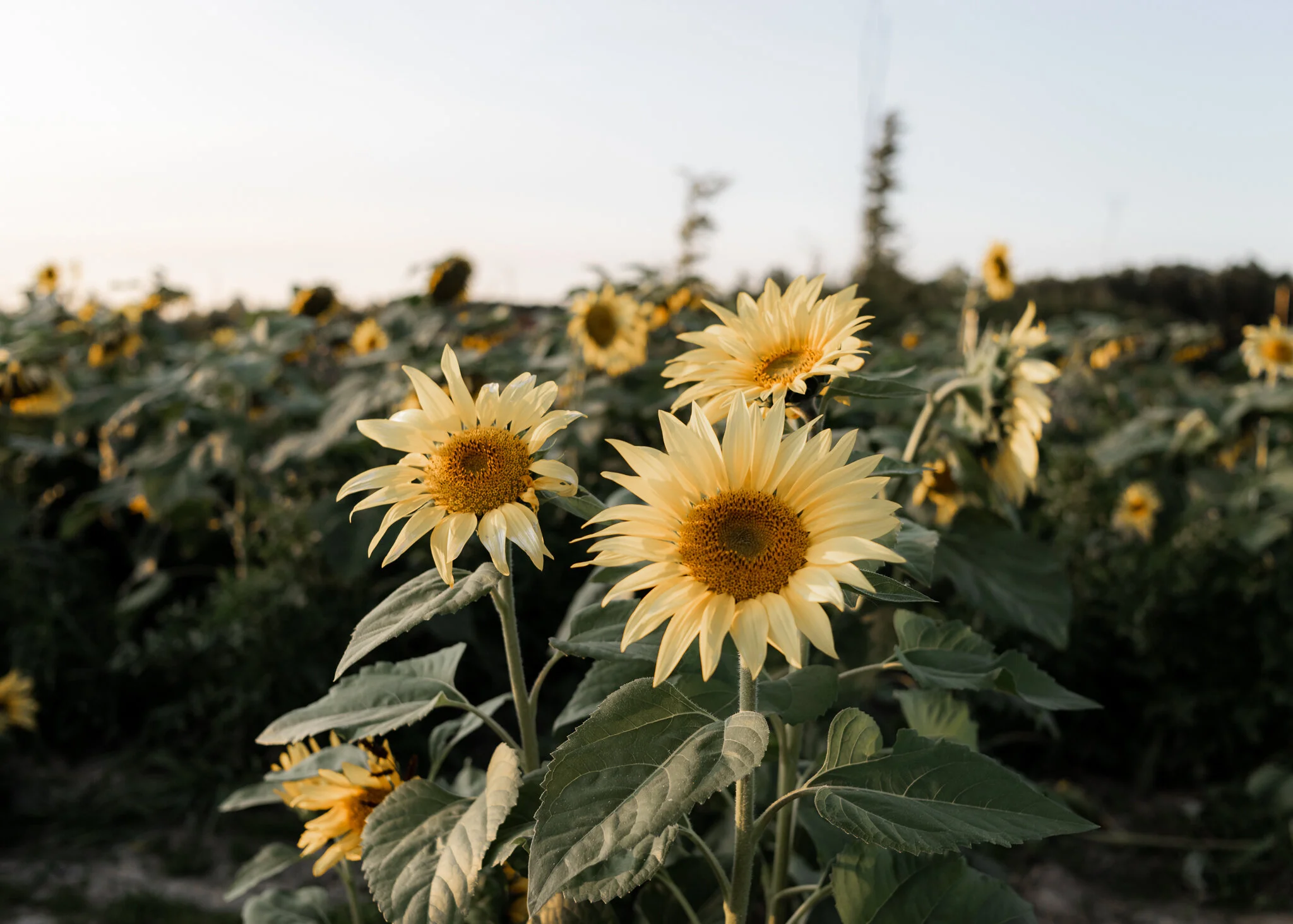 5+ Sunflower Fields to Visit in Ohio