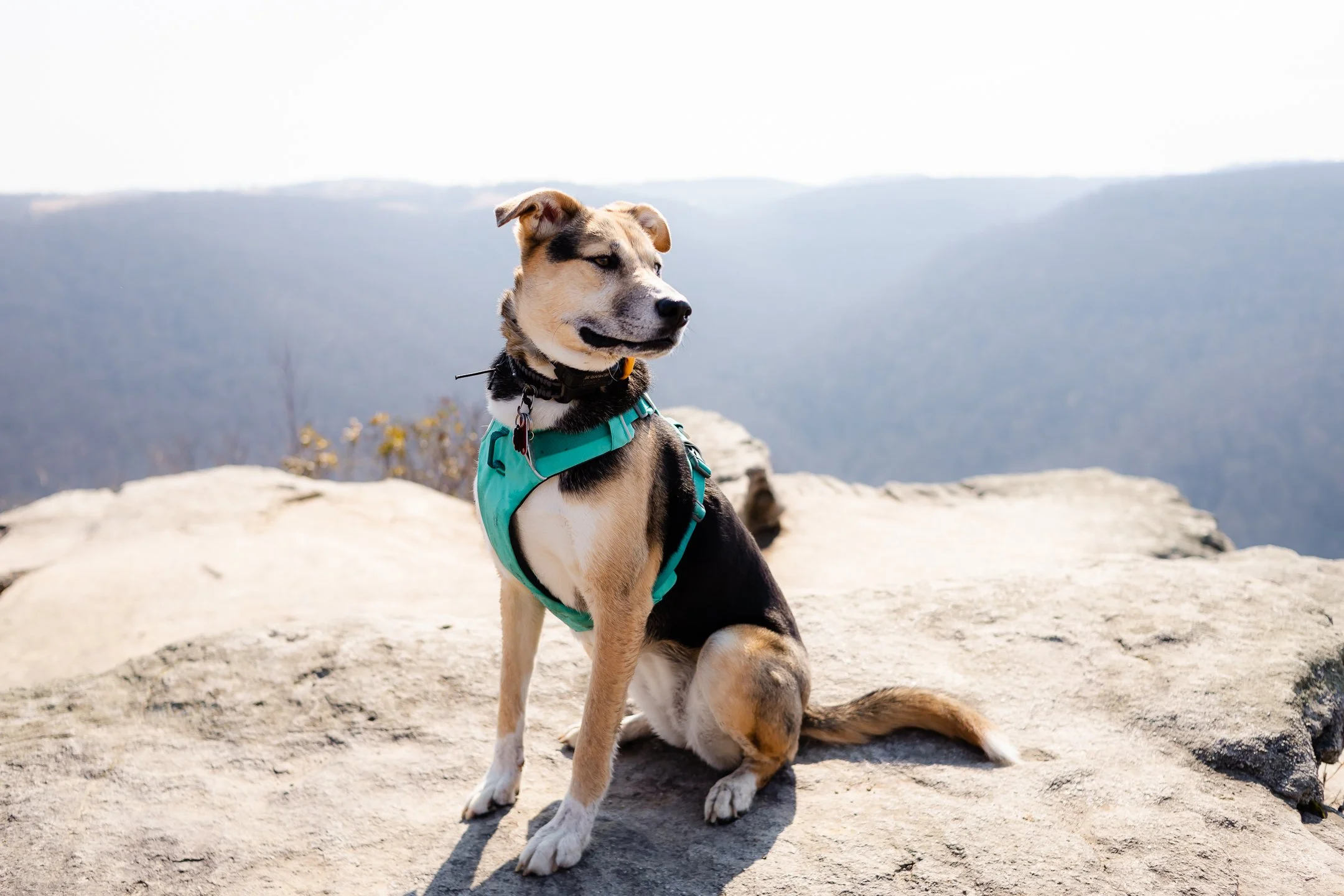 Hiking with Your Dog: Some Tips to Get Started on the Trails