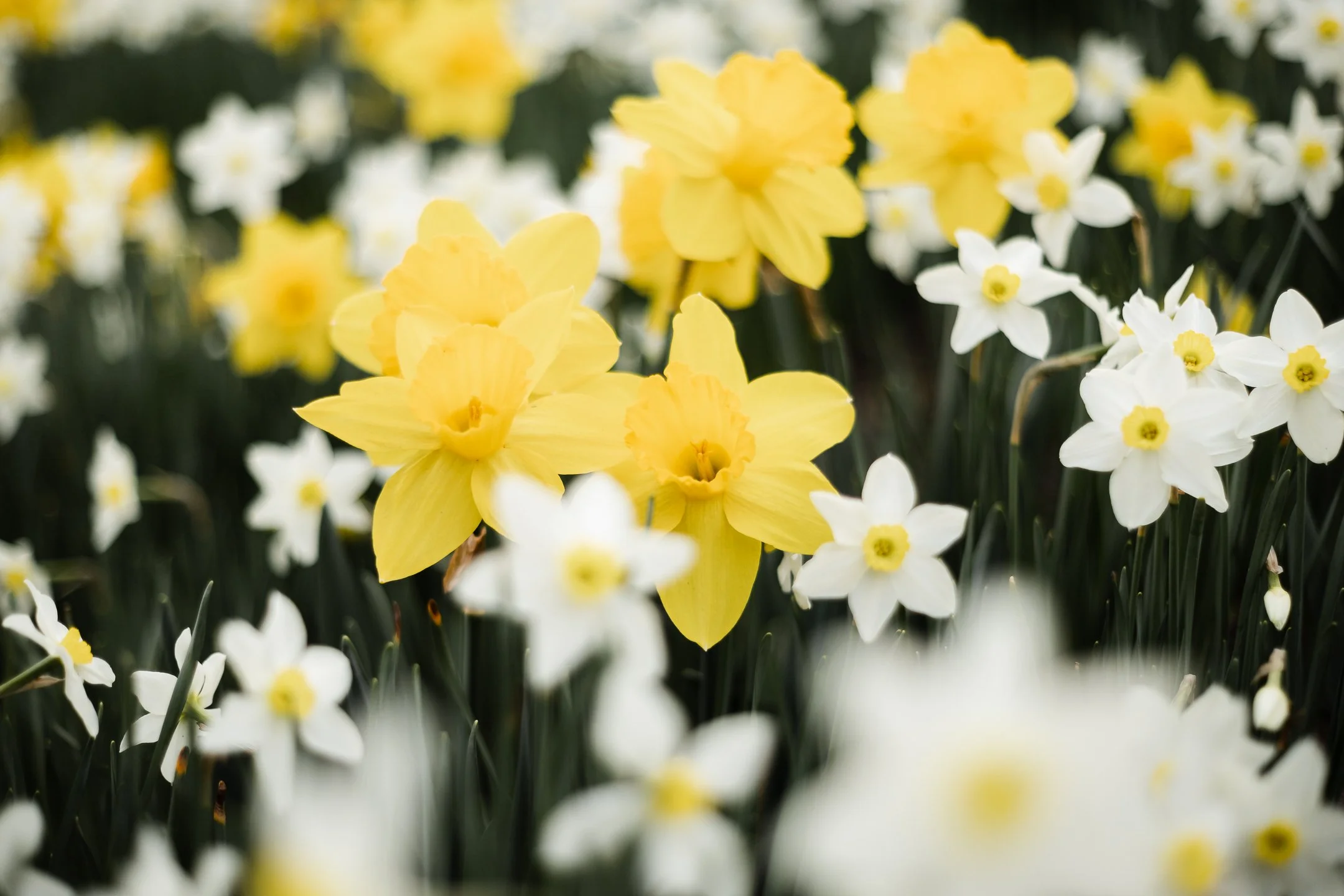 Enjoy the Spring Blooms in Cleveland